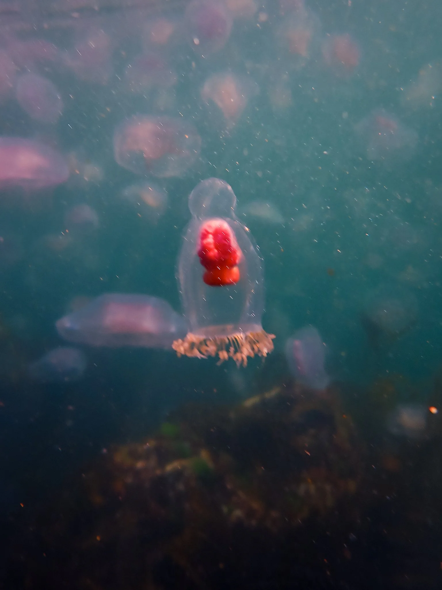 2026-06-25 Ballyvoyle Head Evening Paddle - P6251039-0182 - Neoturris Pileata Jellyfish (web-res).jpg