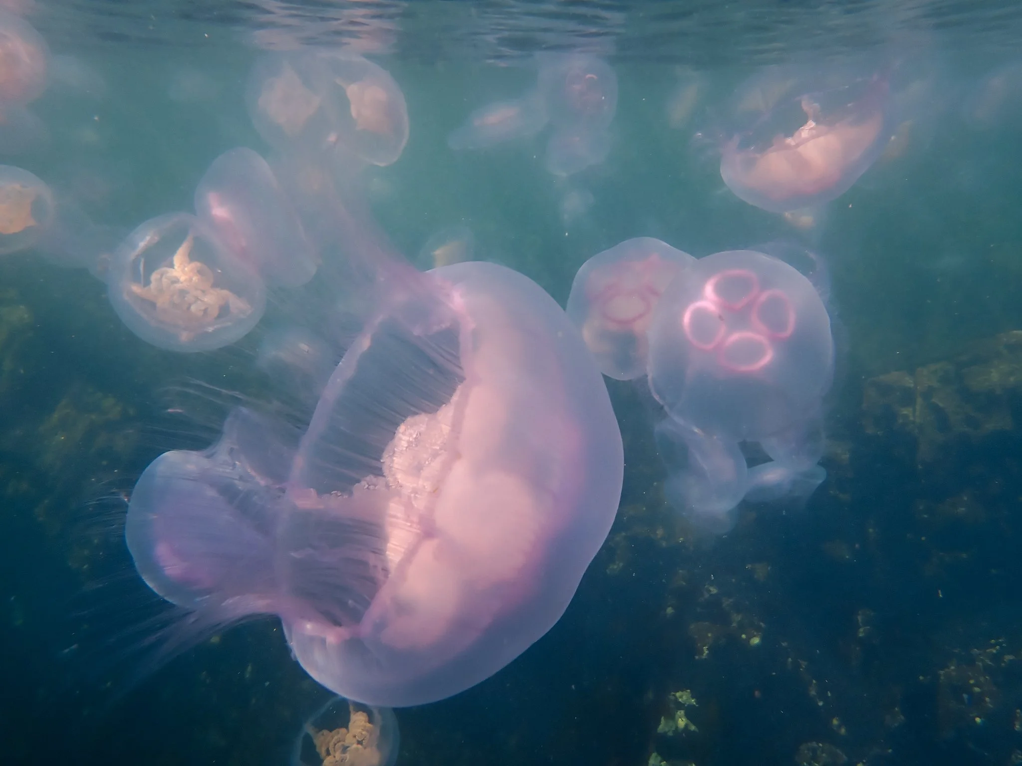 2026-06-25 Ballyvoyle Head Evening Paddle - P6250924-0067 - Moon Jellyfish (web-res).jpg
