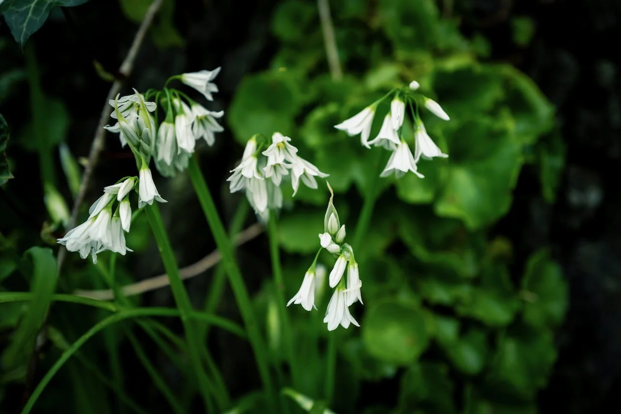 2024-03-31 Kinsale - L1011901.jpeg