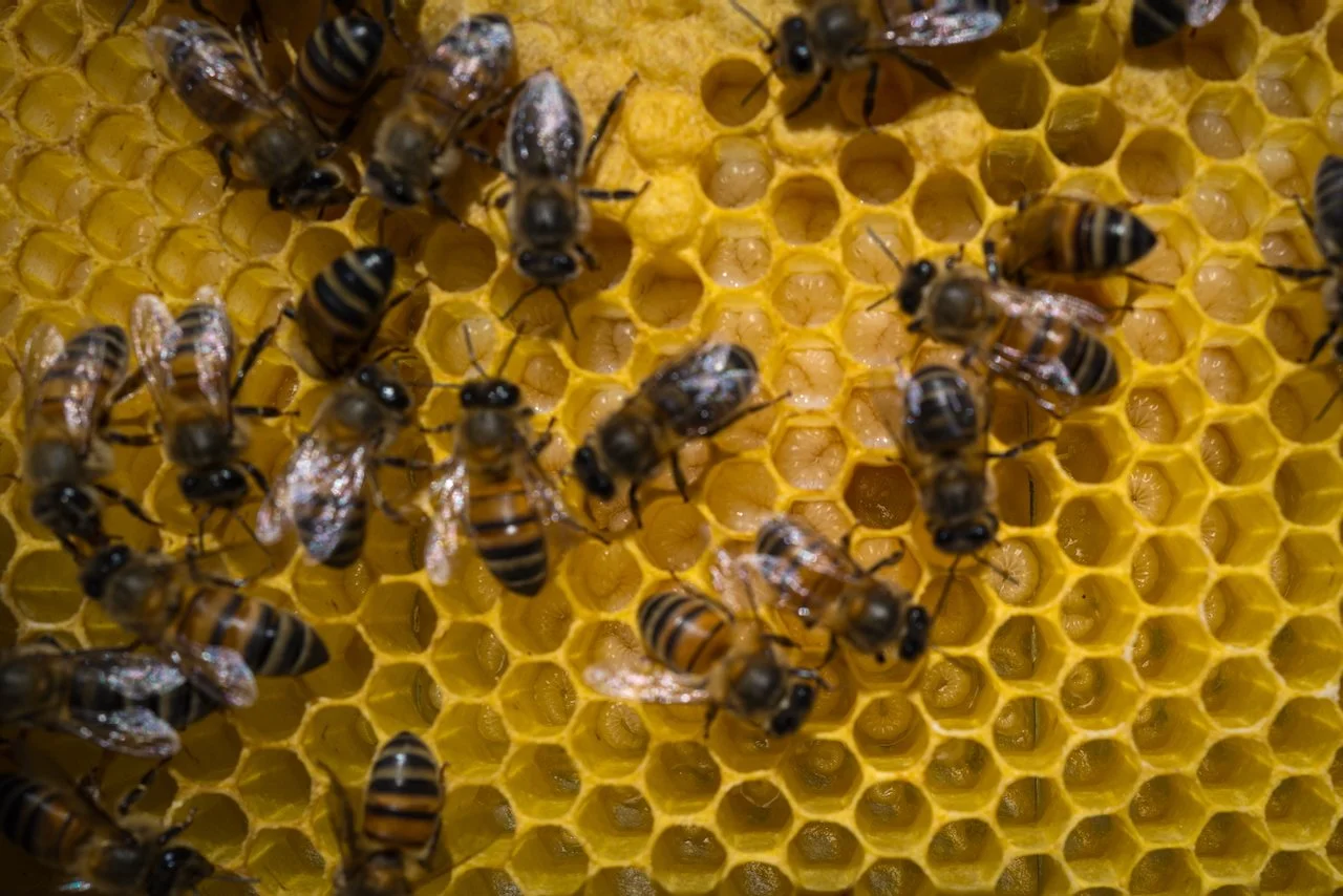 2025-05-16 Bee Keeping at Tongobriga Wine - L1013999.jpeg