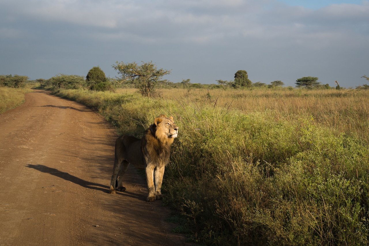 2025-02-08 Nairobi National Park, Kenya - L1013663.jpeg