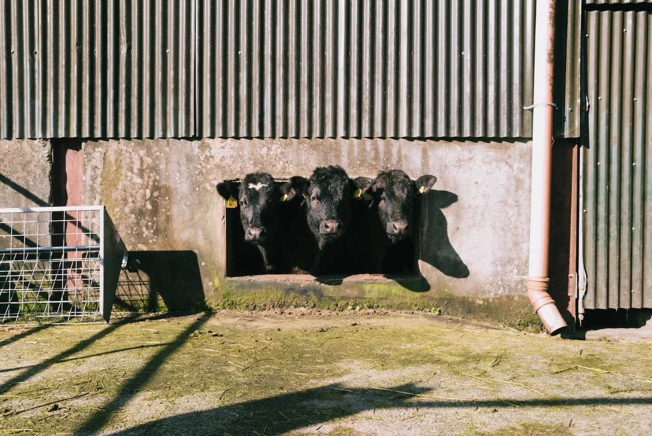 2023-04-02 Galtee Mountains - L1023014.jpeg