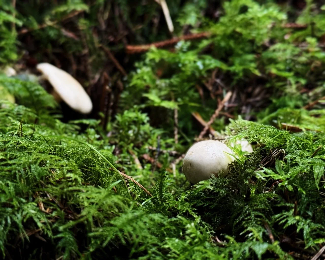 IMG_8174.jpeg