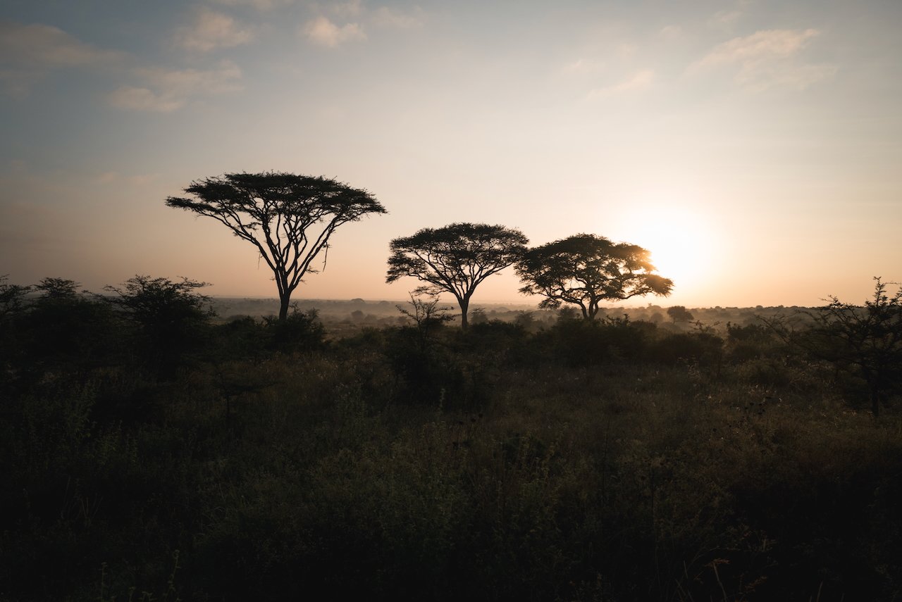 2025-02-08 Nairobi National Park, Kenya - L1013616.jpeg
