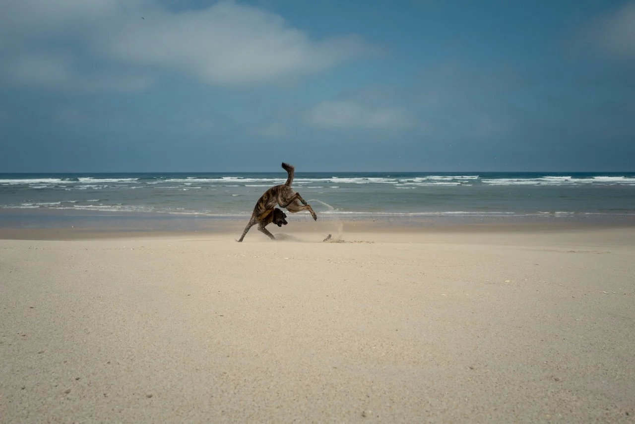 2024-05-11 Evie at the Beach - L1012323 v2.jpeg