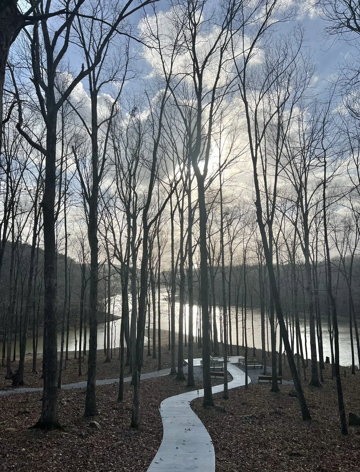 trees in front of a creek