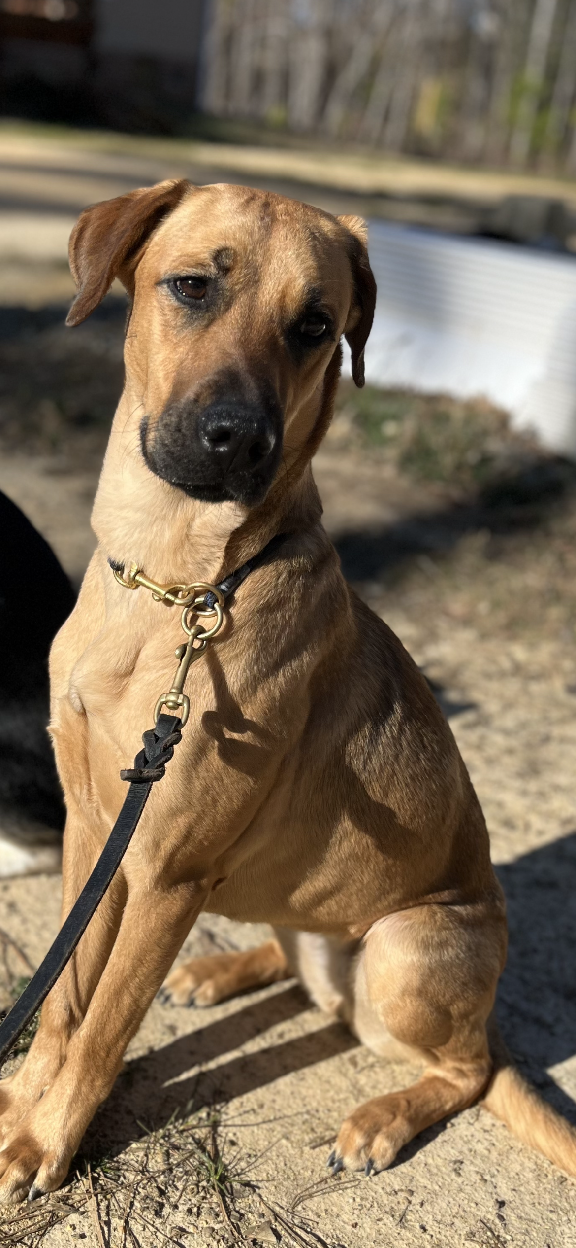 A tan dog with black nose and ears, sitting outdoors on dirt, looking at the camera, with a background of trees and a white structure.