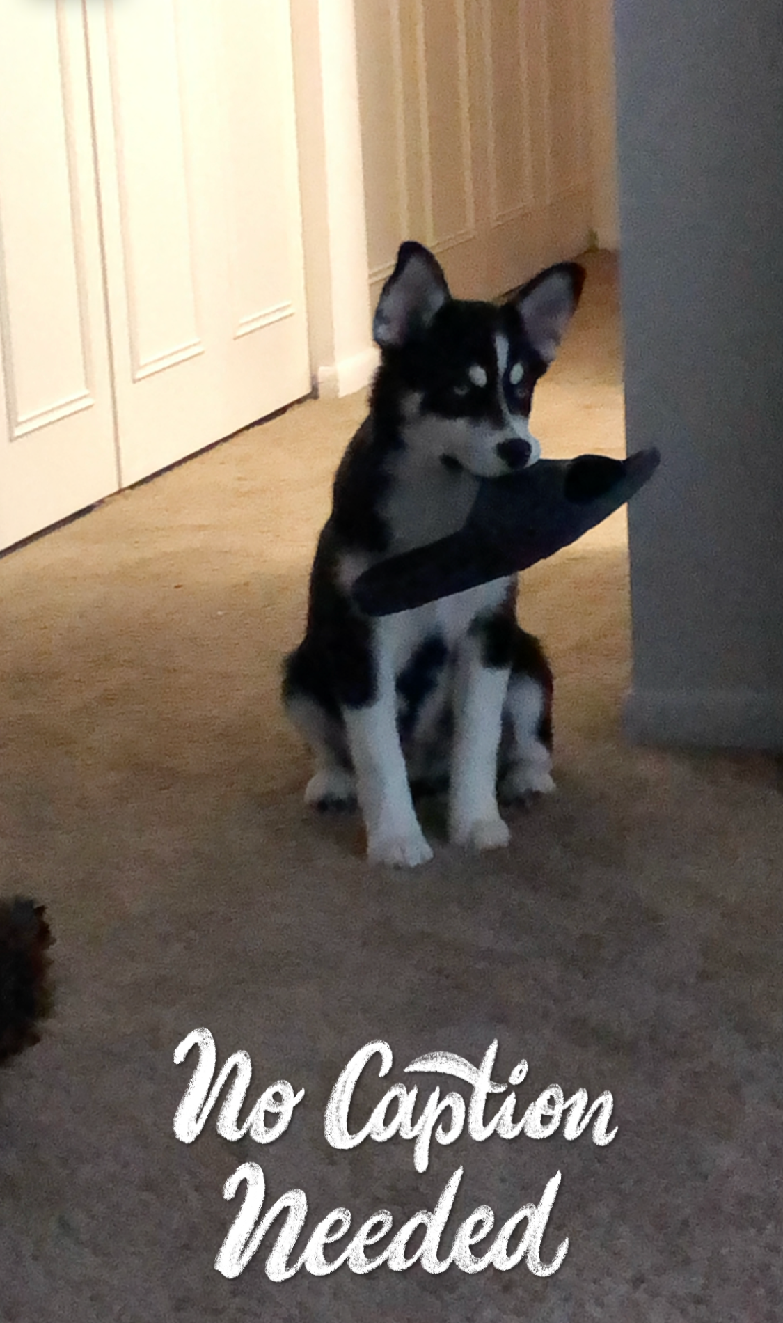 A curious black, white, and brown puppy sitting on a carpeted floor with a sock in its mouth, indoors near a doorway and a wall. Text overlay says 'No Caption Needed'.