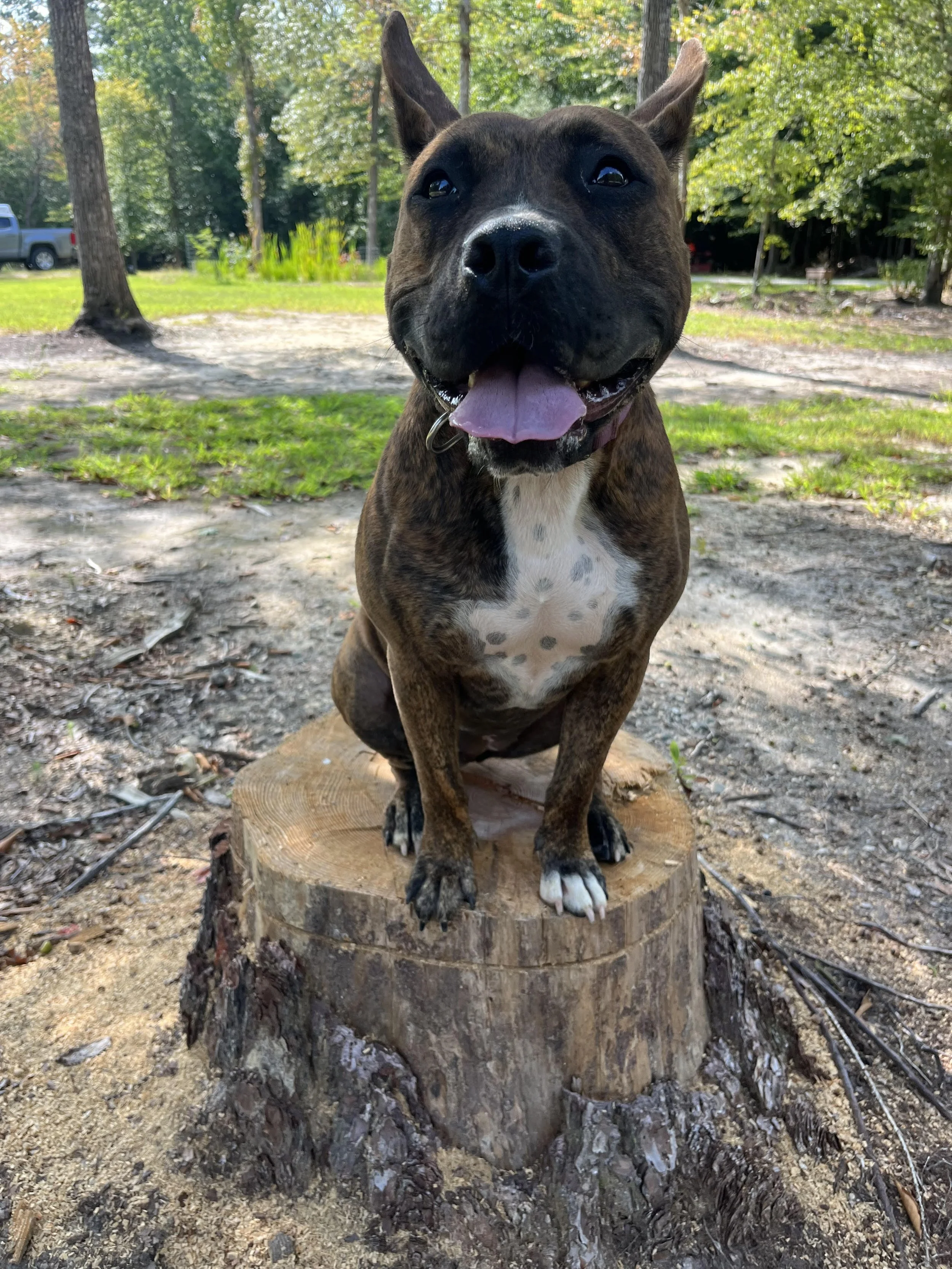 A happy brindle dog with a white chest, sitting on a tree stump outdoors in a wooded area, with trees and grass in the background.