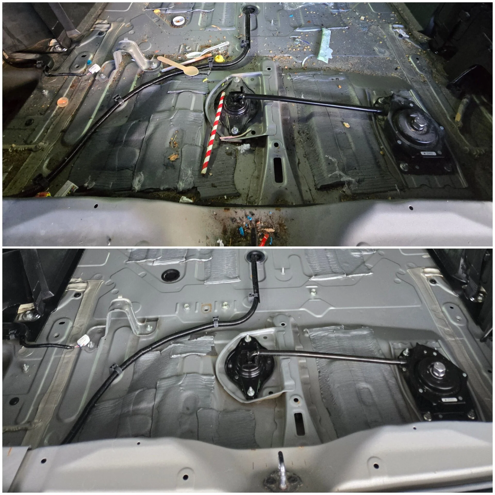 Mouse Infestation in Car: Health Risks, Damage, and Cleaning