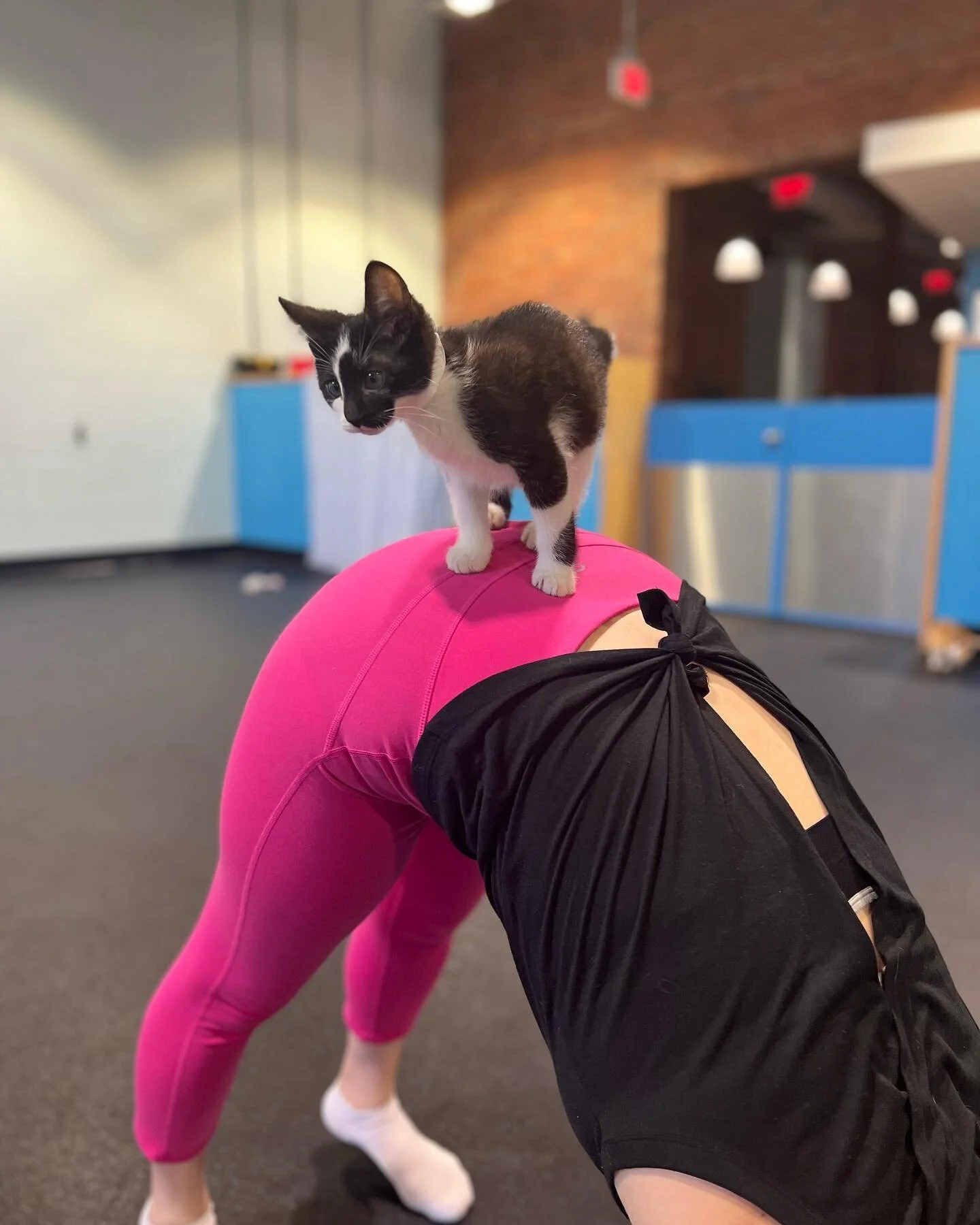 Why downward dog when you can downward kitten! 😻 

We are having a blast at kitten yoga on this wonderful #caturday!