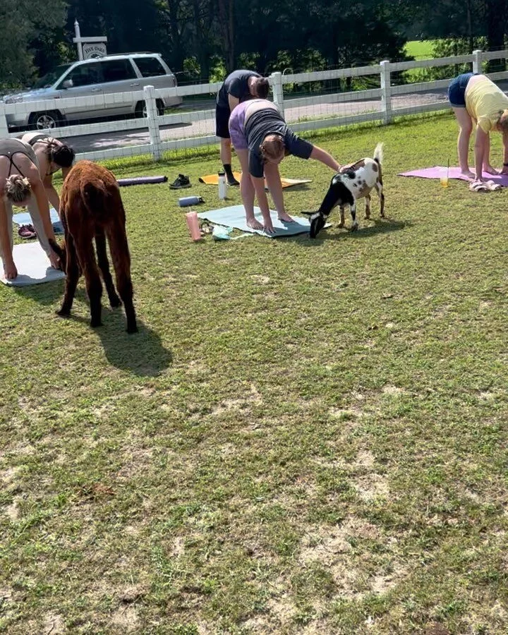 Alpaca yoga stole my whole heart 🦙 💜 major thanks to @specklebellybarn for hosting! Keep an eye out for our October date 👀 

Up next!! We&rsquo;re still celebrating our one year anniversary with free classes and major discounts so don&rsquo;t forg