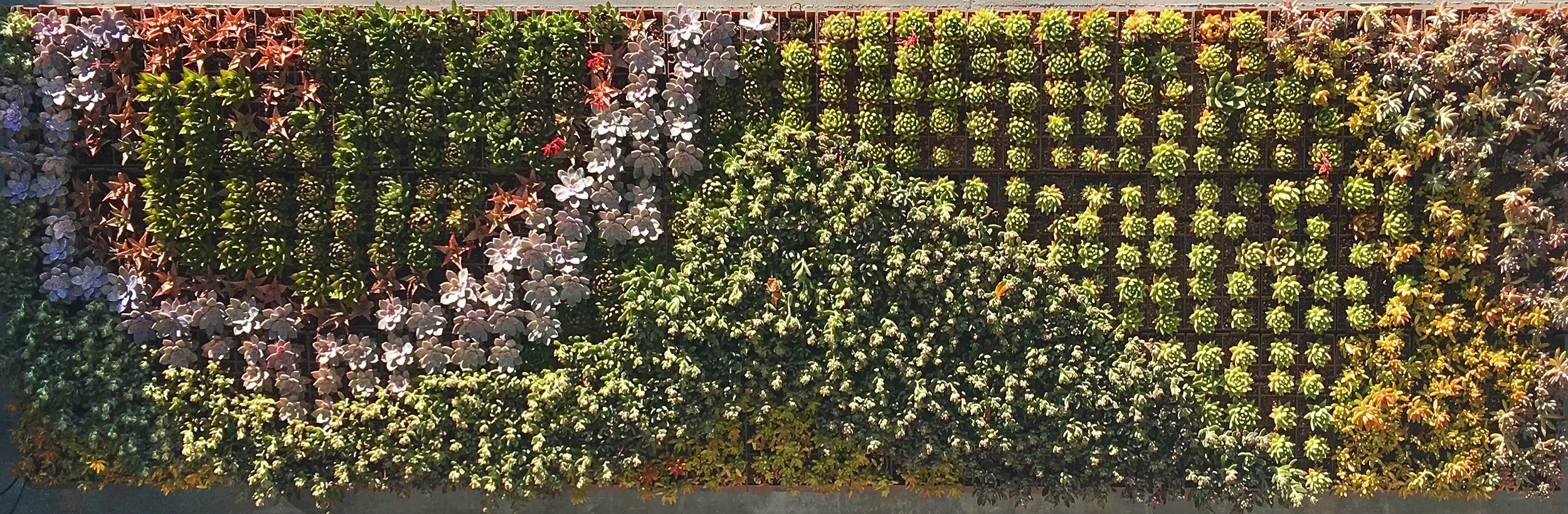 gardenwall.jpg