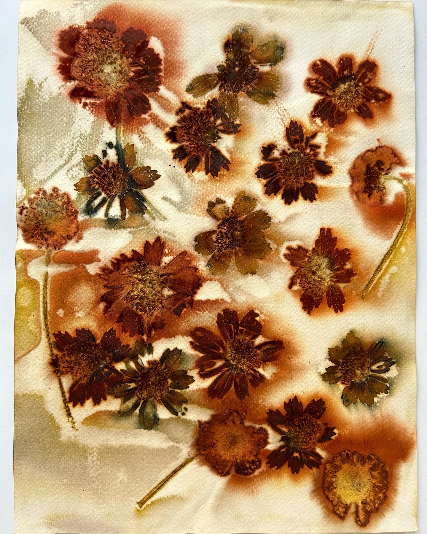 cosmos on paper 🌼
.
#watercolor #flowers #fineart #cosmos