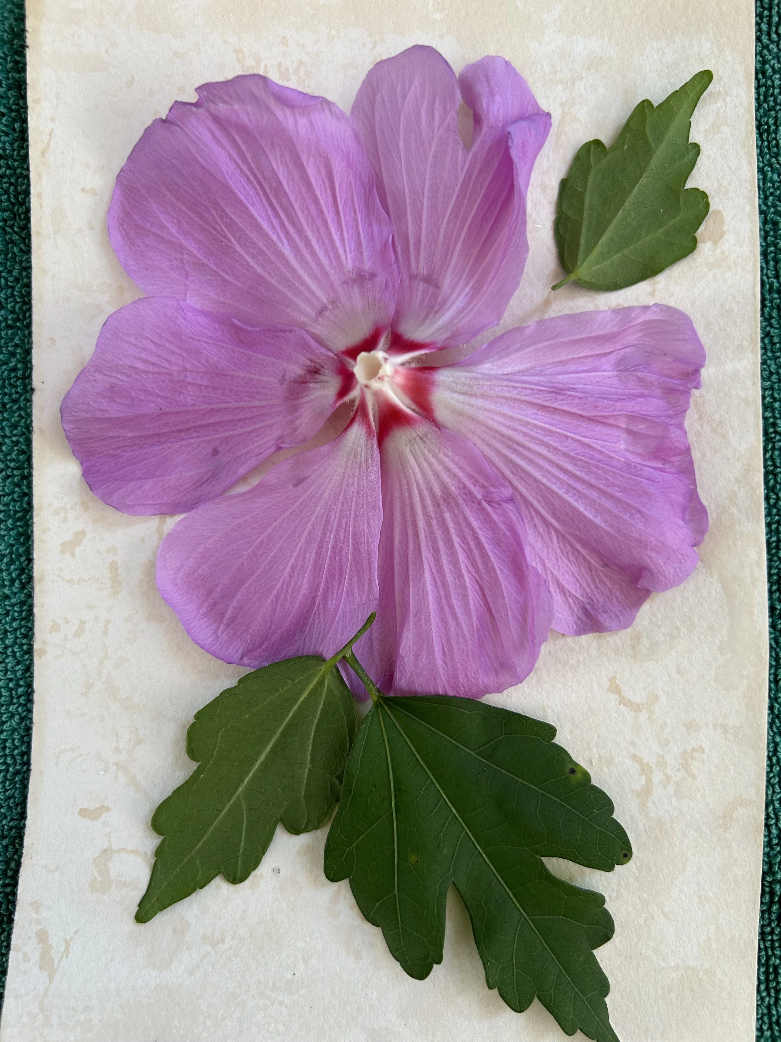 Plant_Rose-of-sharon-2.jpeg