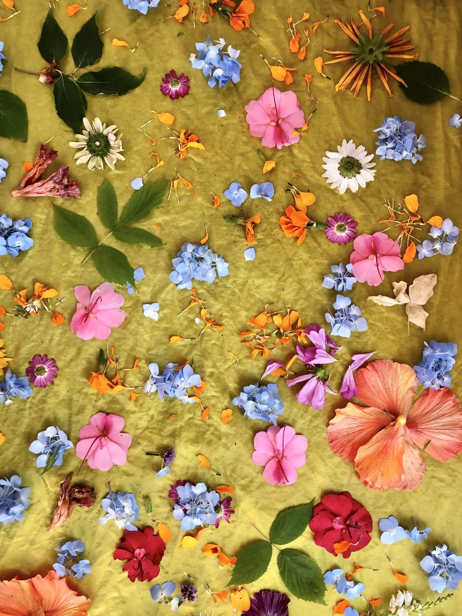 Fresh and dried flowers and leaves arranged on natural fabric for bundle dyeing, a botanical printing technique that transfers plant color and shape onto cloth through steam.