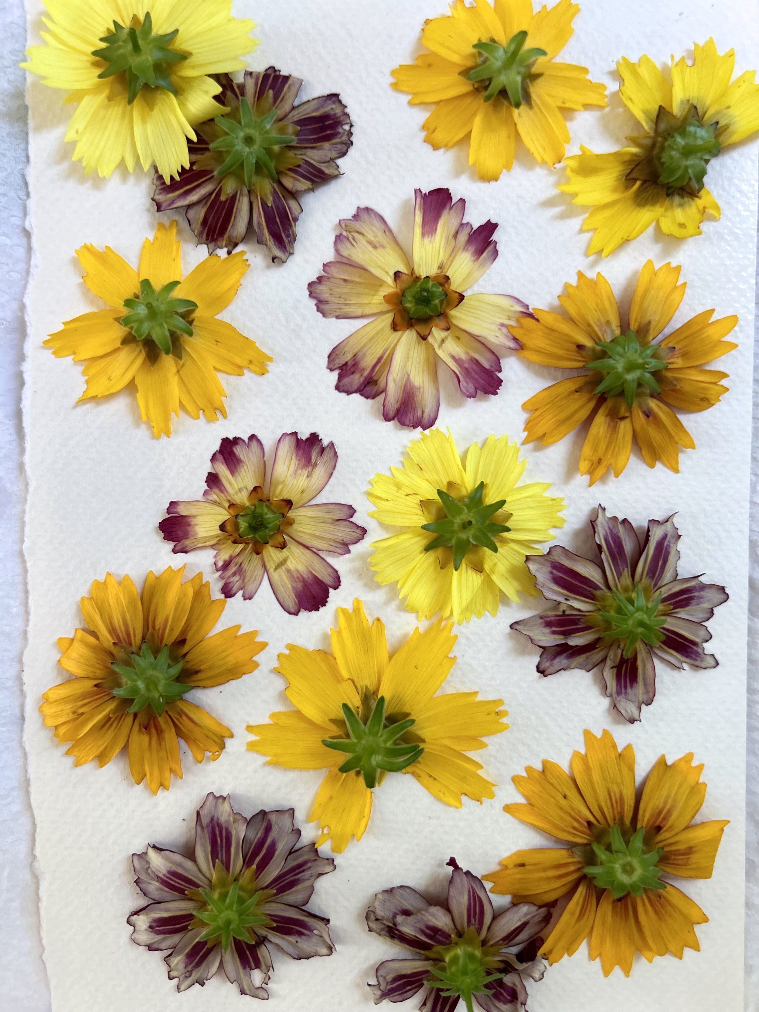 dried pressed flowers, preserved flowers, flower press