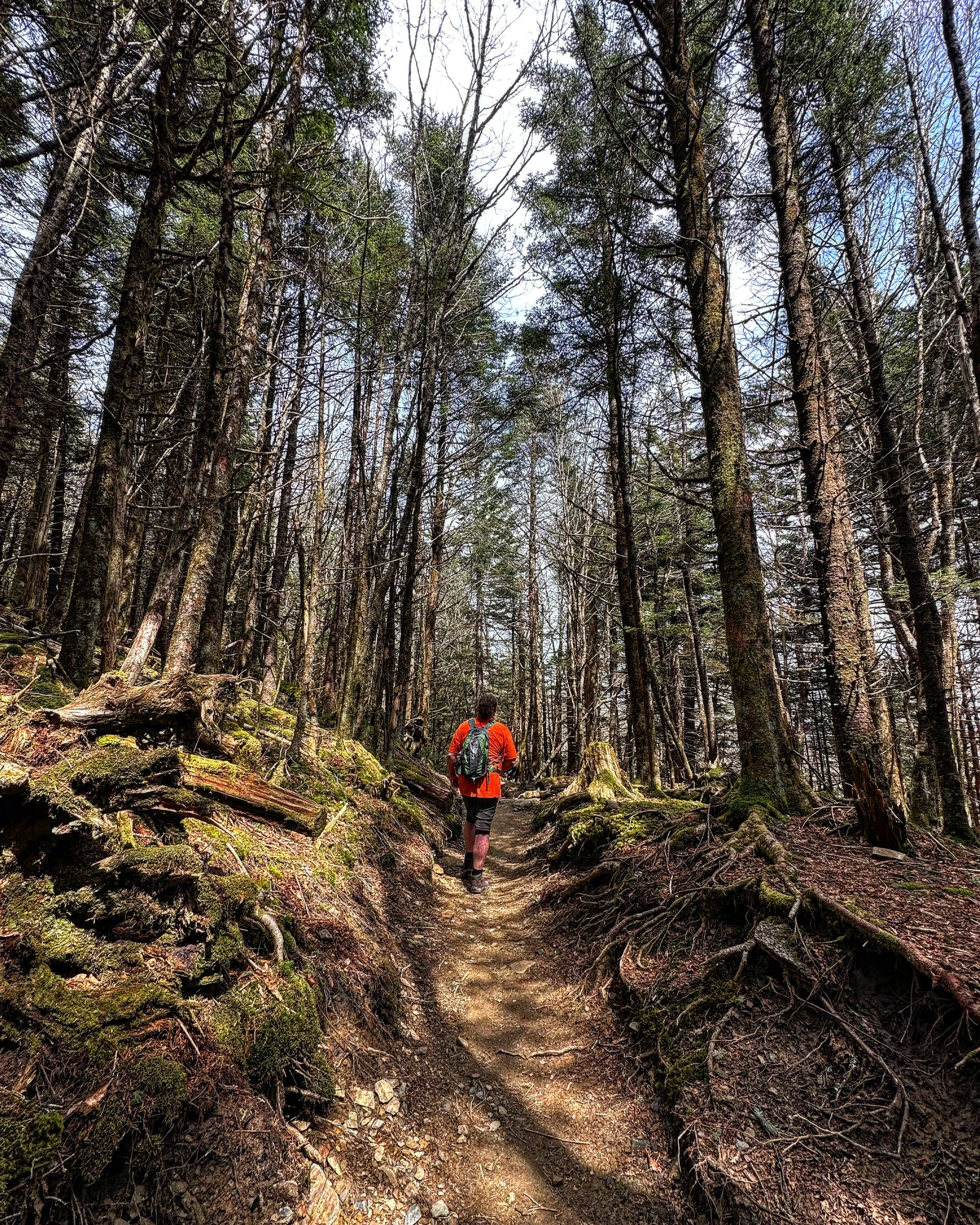 Hiker walking on a dirt trail through a forest with tall, thin trees, some with moss-covered roots and fallen logs, under a partly cloudy sky.