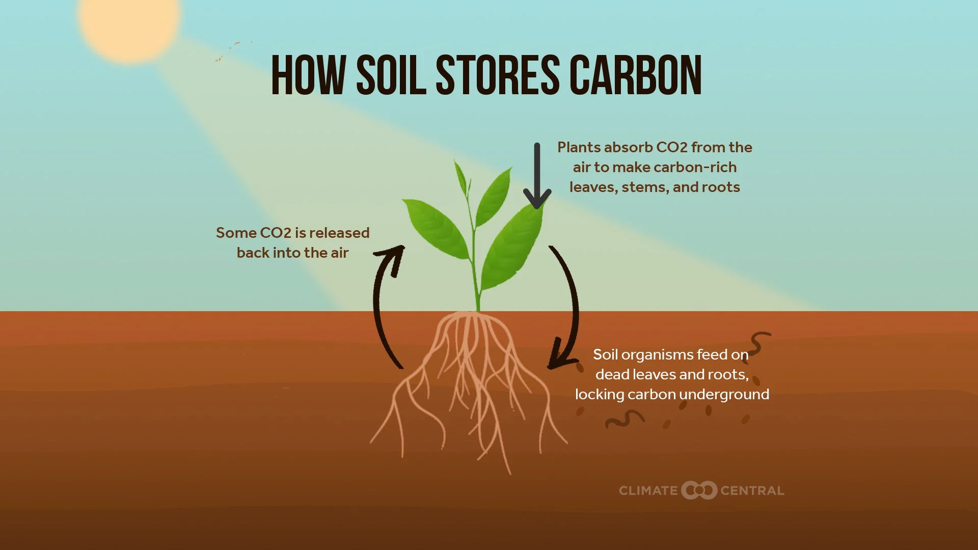 2022Soil_CarbonCycle_en_title_lg.jpg