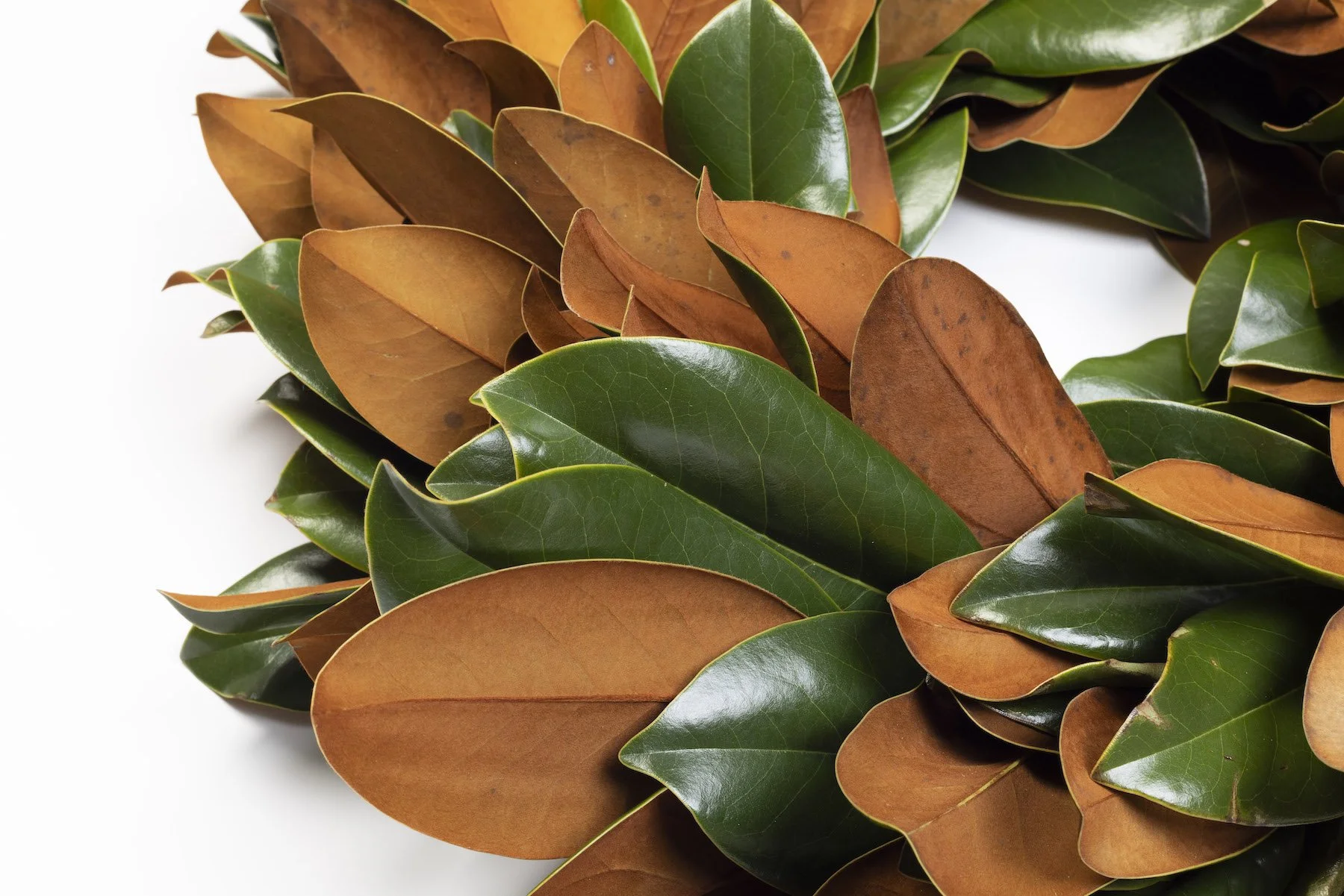 MagnoliaLeft.jpg