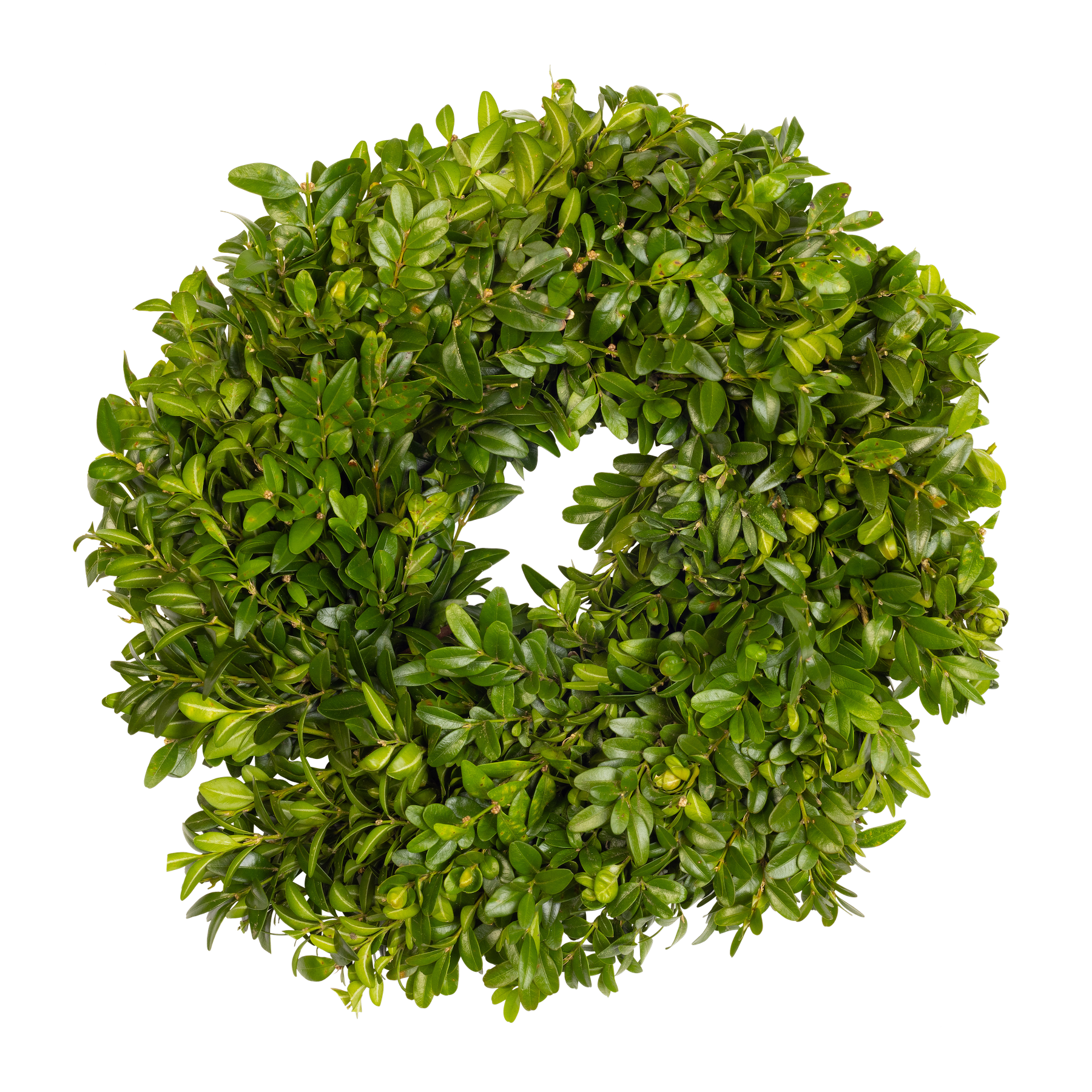 Boxwood Candle Rings (Set of 4)
