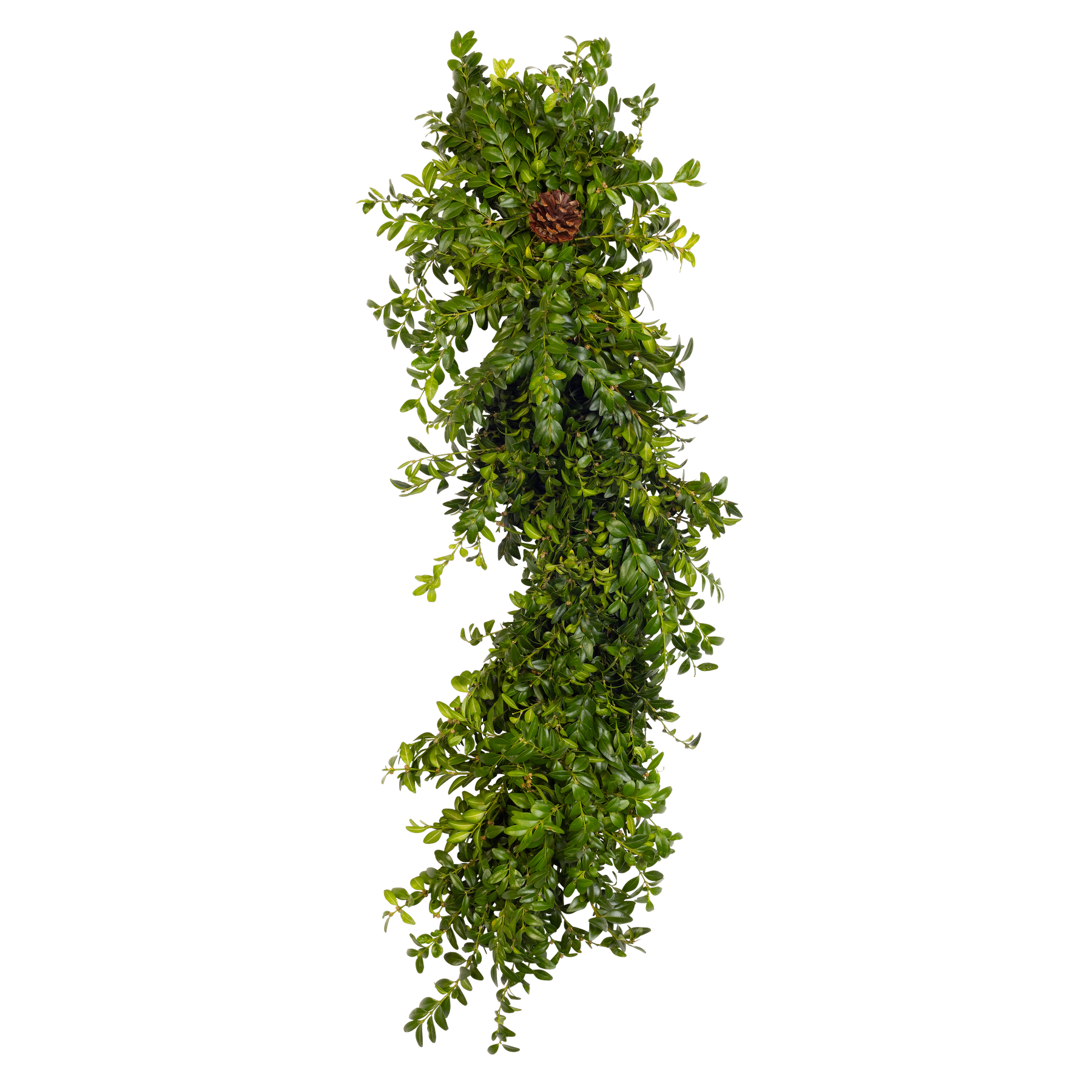 Boxwood Garland