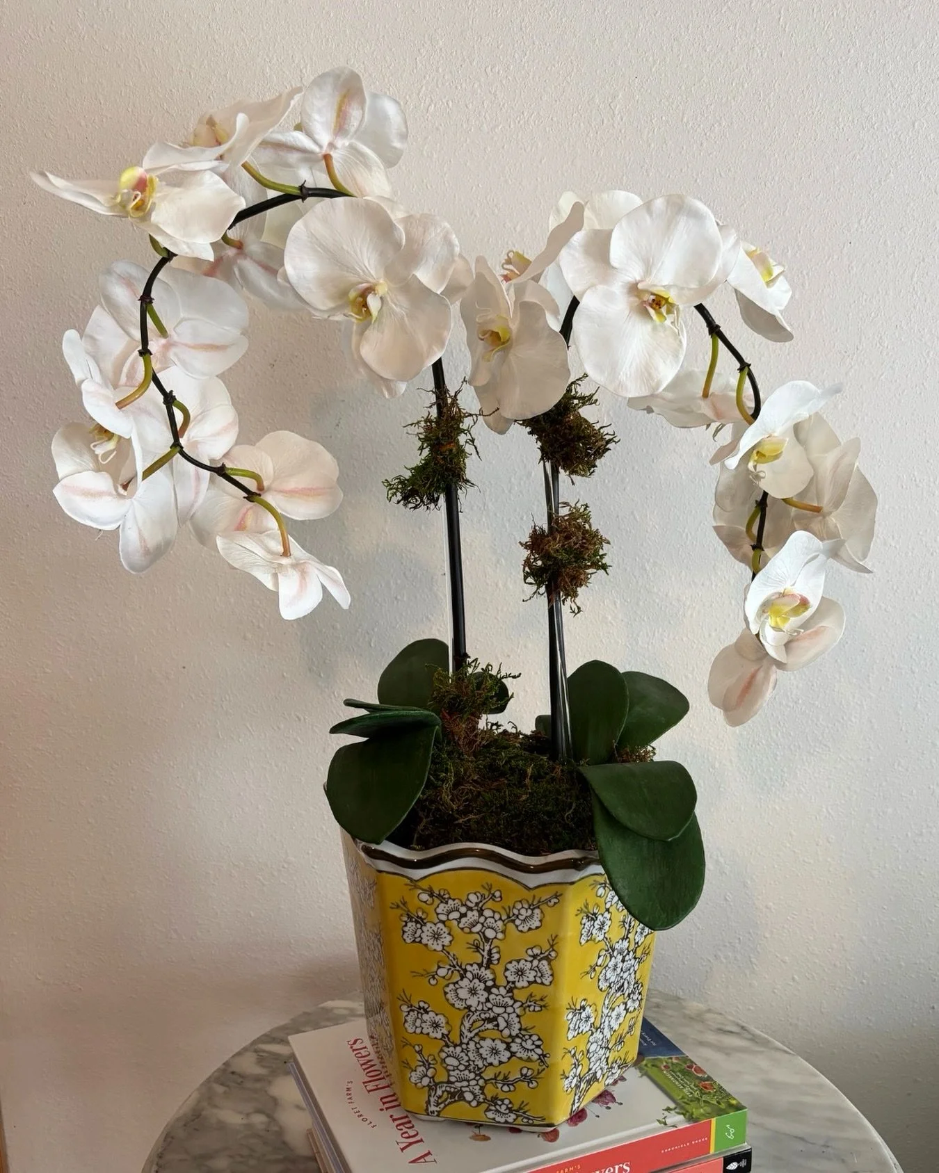 SOLD! This pretty orchid is off to its new home.

More orchids are in the works! Message us for details and let us help you find the perfect one for your space. 🌿