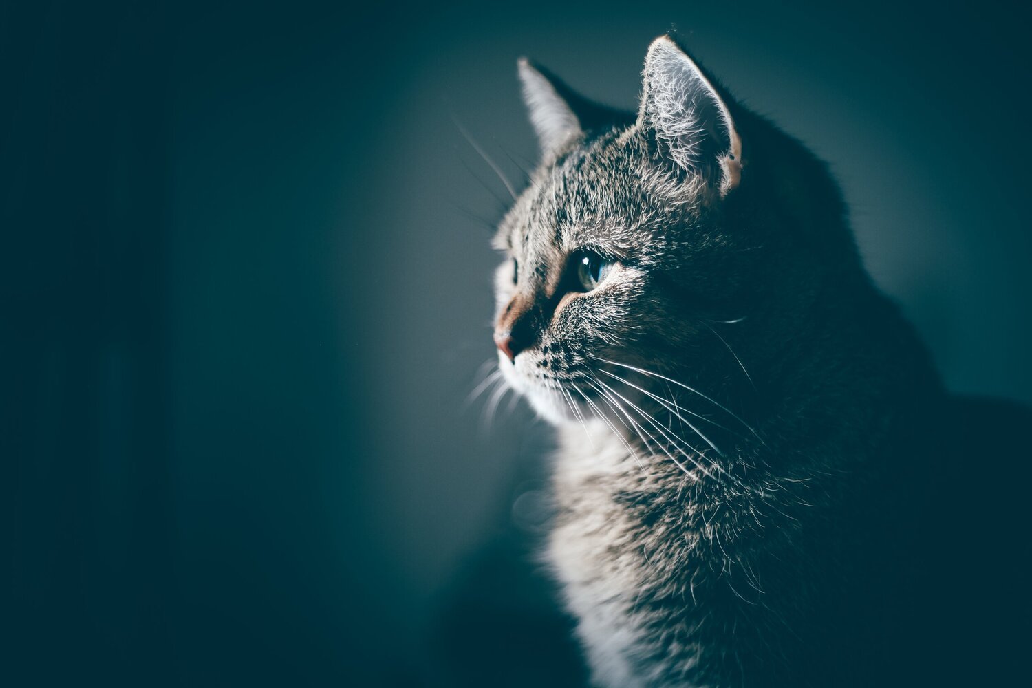 InHome Pet Euthanasia Service — A Pet's Circle of Life