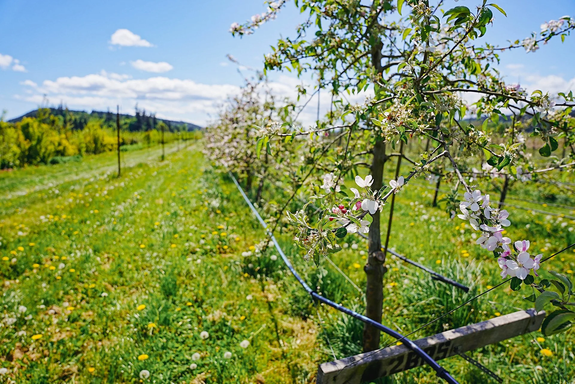 crunch creative farm 02.jpg