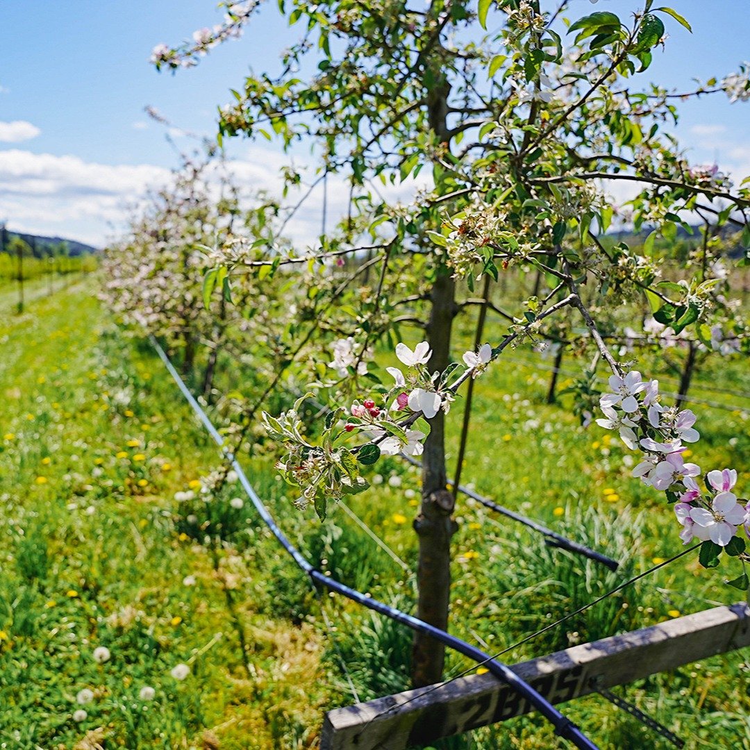 New blog post!

I was 99.9% sure I didn&rsquo;t like hard cider.

And then @chicoryrestaurant did that thing they do, teasing my tummy and expanding my culinary horizons with a collaborative tasting menu last fall. Teaming up with @finnriver Farm &am