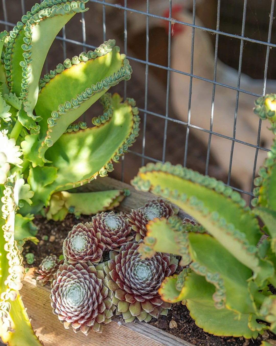 Lovely little photo dump from what my sister refers to as "The North Garden".

She says it with a very upper-crust British accent. She battles encroaching vines and branches to harvest some of the best-tasting veg for our dinner table.

Thi