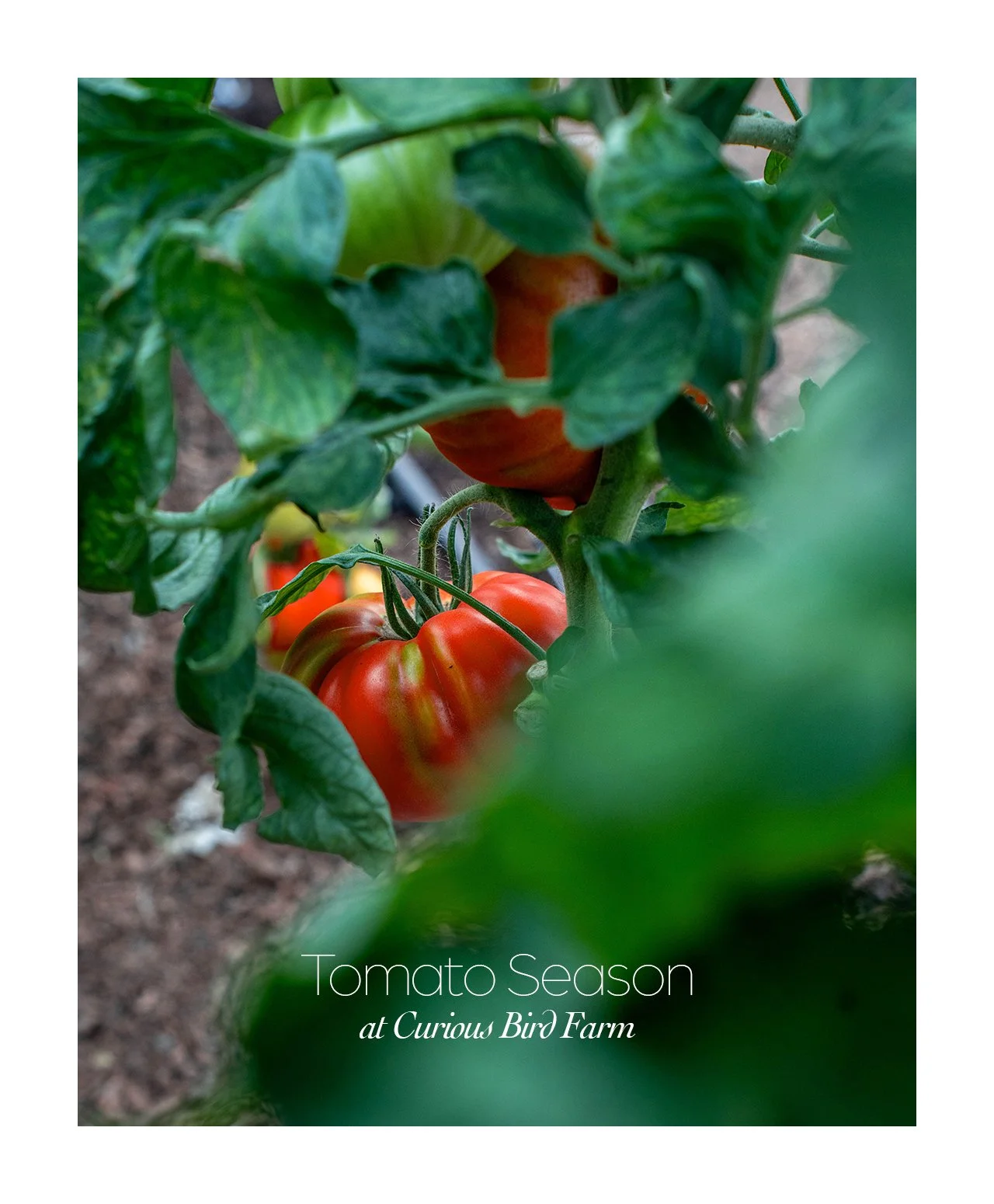 Tomato season comes a bit later to Southwest Washington than other parts of the country. Blame it on our maritime weather and colder soil temps, who really cares. When they arrive, we rejoice.

Some lovely hoop-house photos of the tomatoes popping th