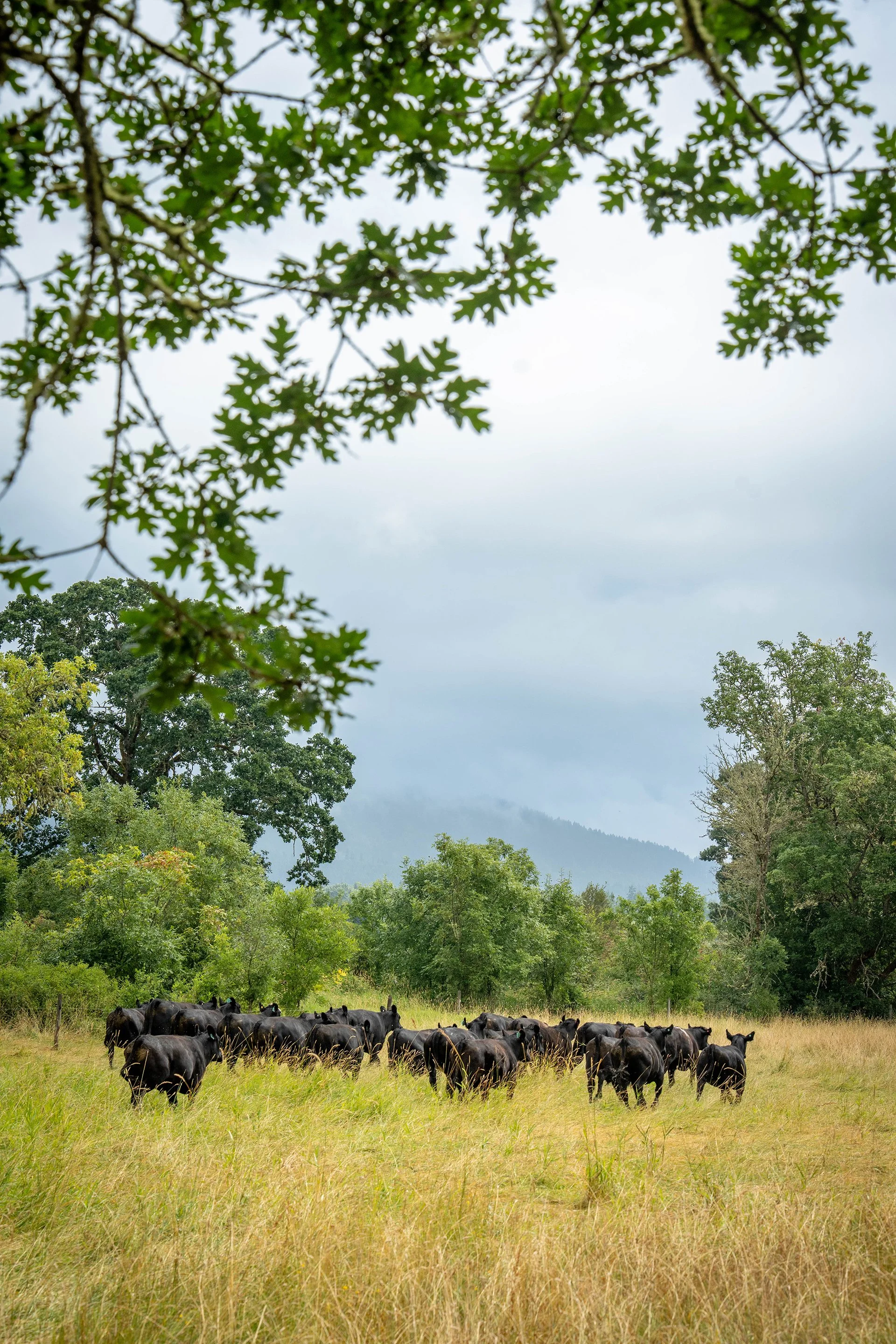 cattle-meadow03-17.jpg