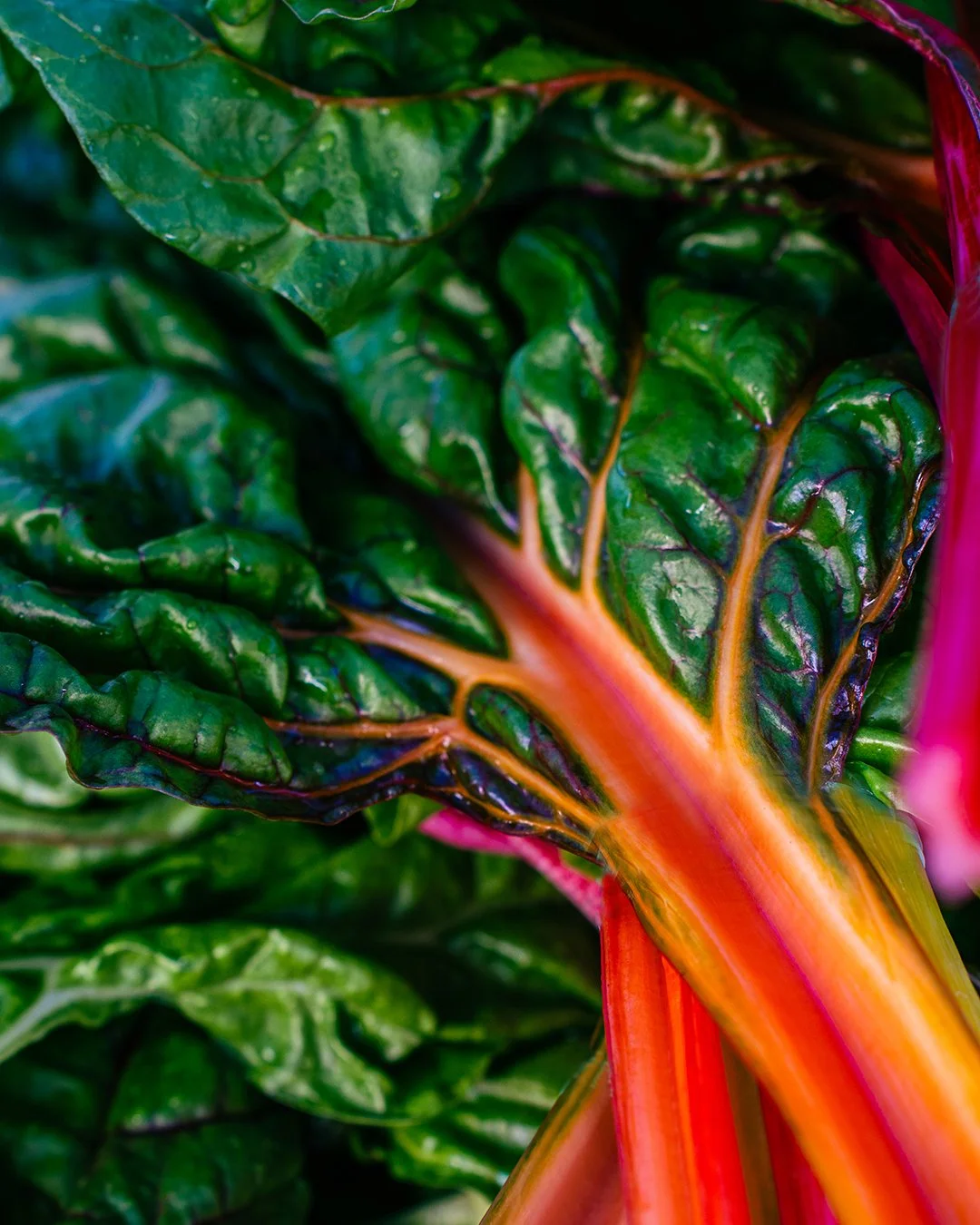 September is one of the best eating months in Lewis County as the farm year begins to overlaps with itself. We still have the lush end of summer to slobber over, with tomatoes, corn and peppers, but the first unmistakably autumn foods will be arrivin