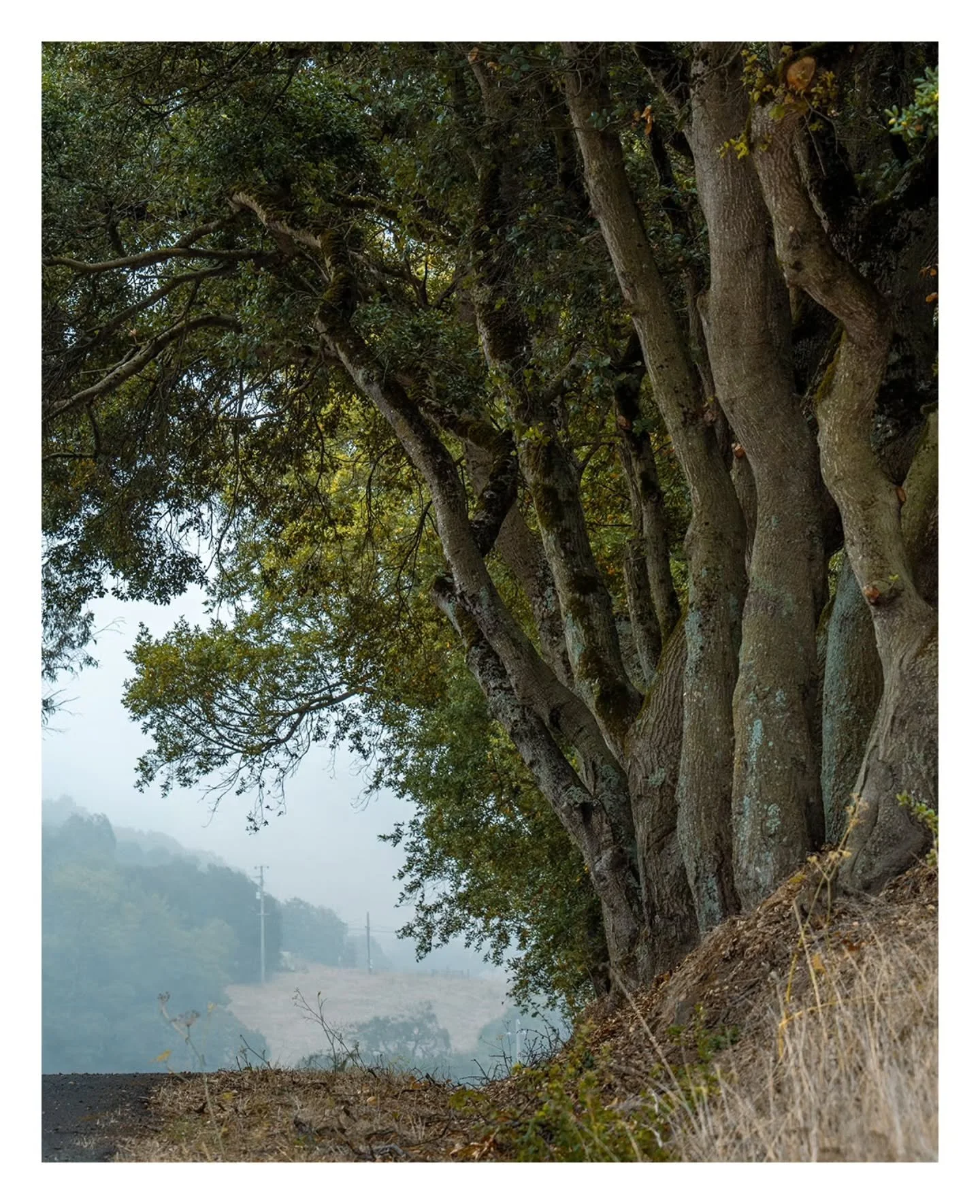 Sonoma County
