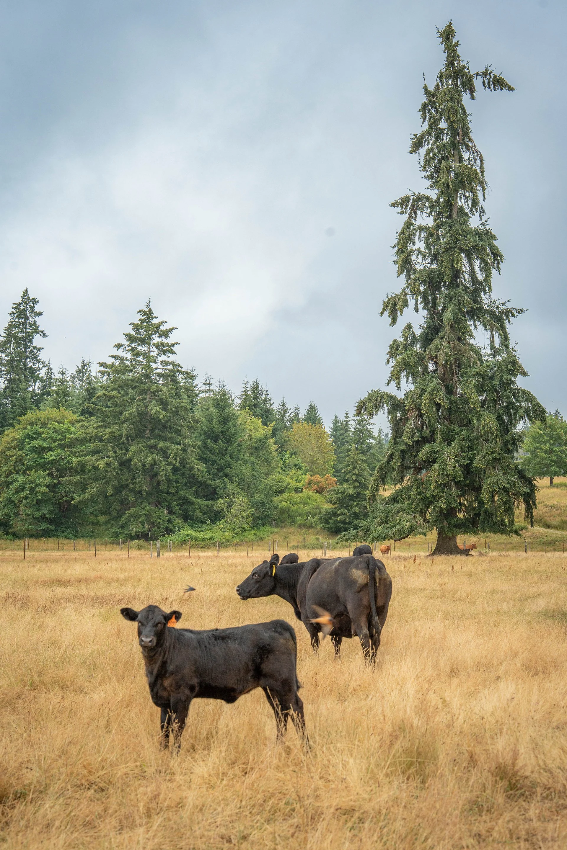 cattle-dfw06.jpg