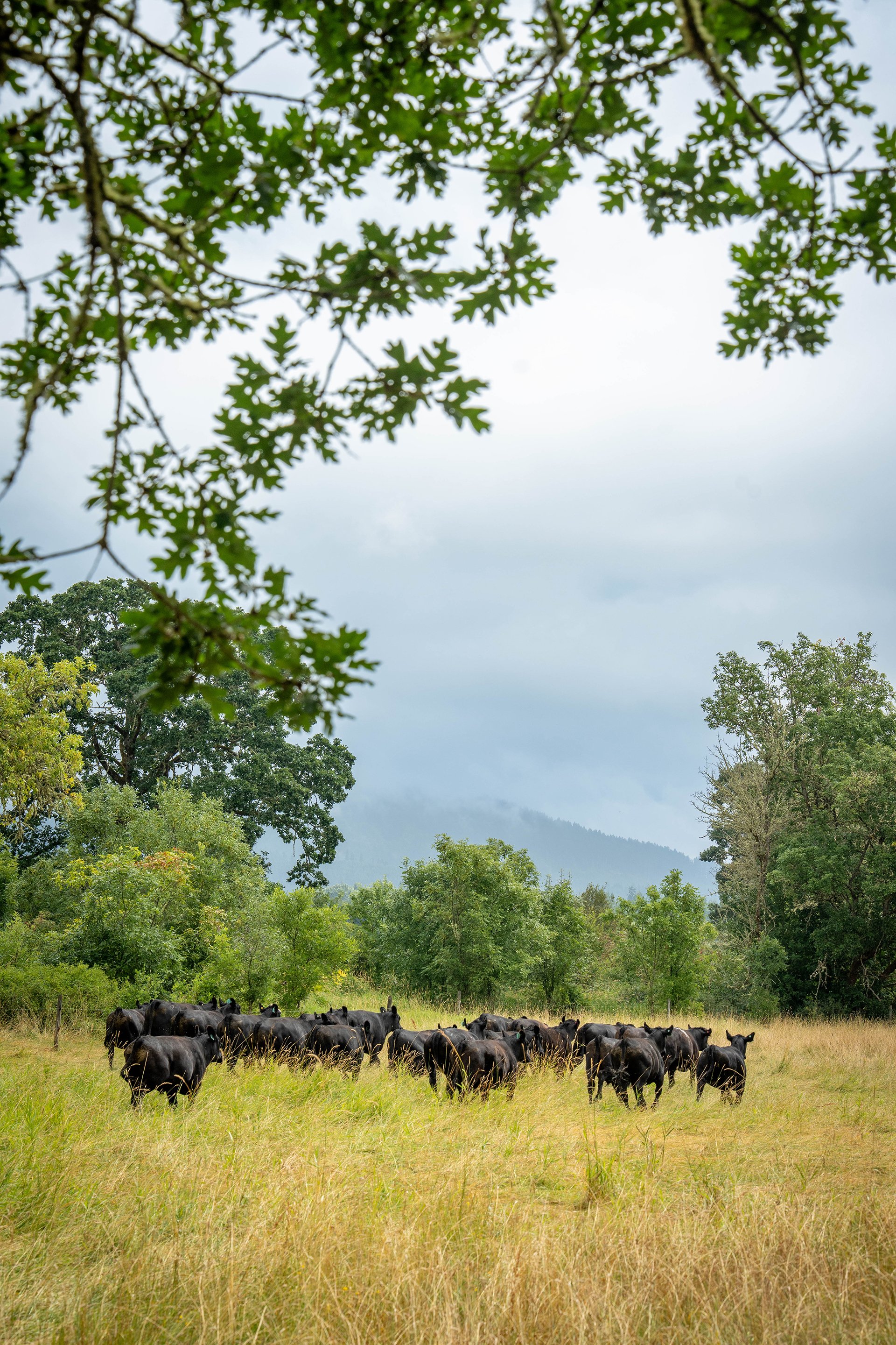 cattle-meadow03-17.jpg
