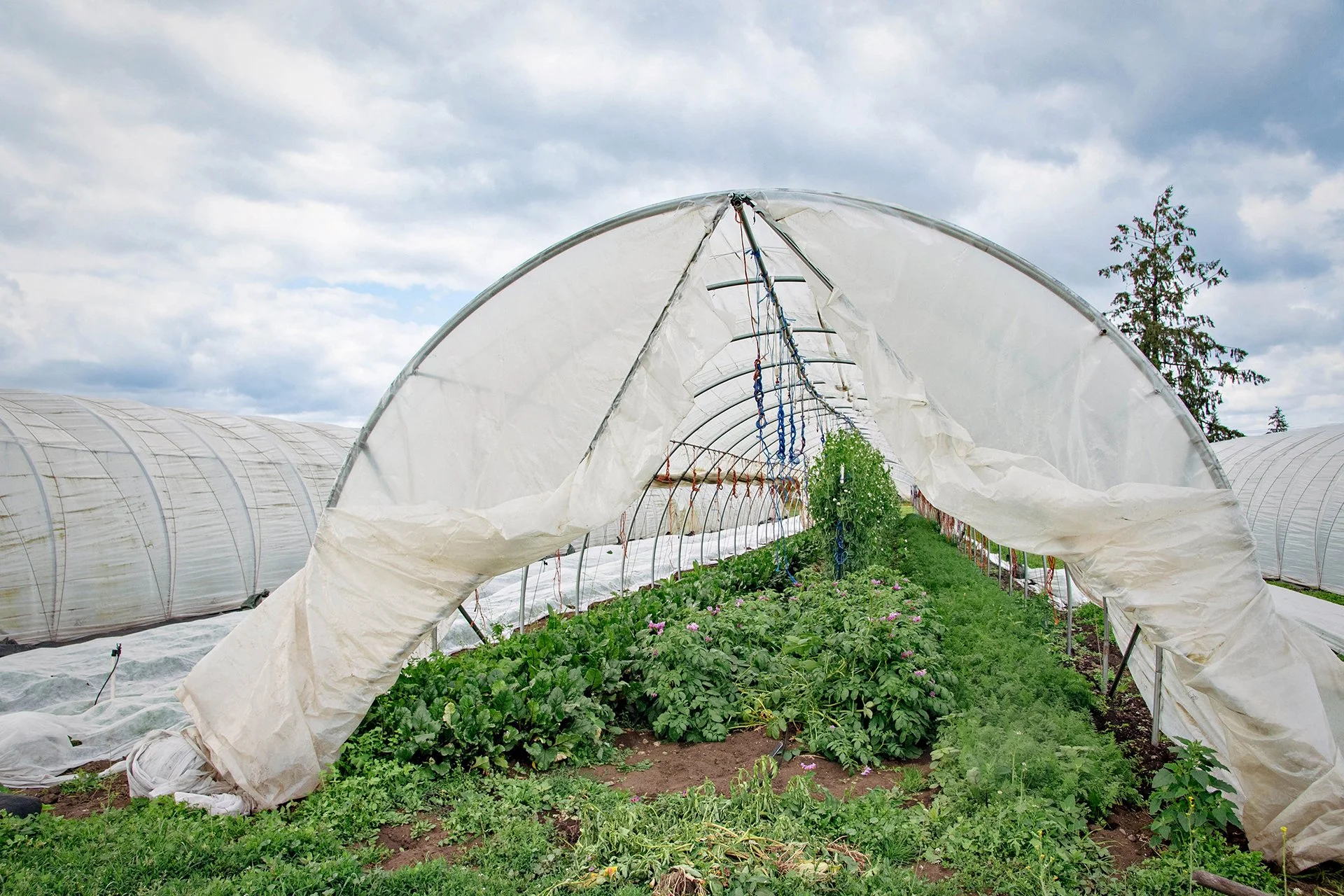 crunch creative farm 05.jpg