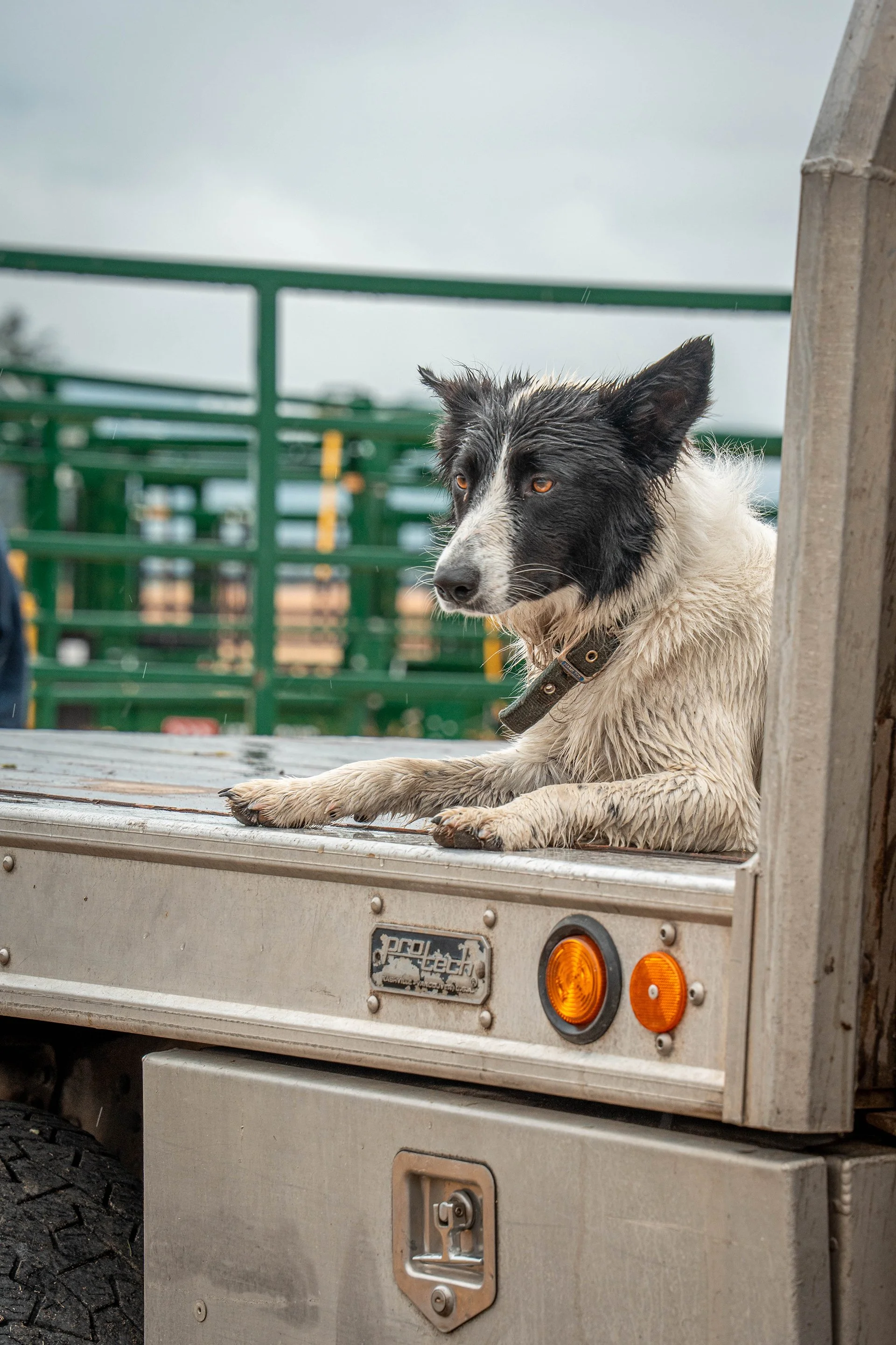 cattledog04.jpg