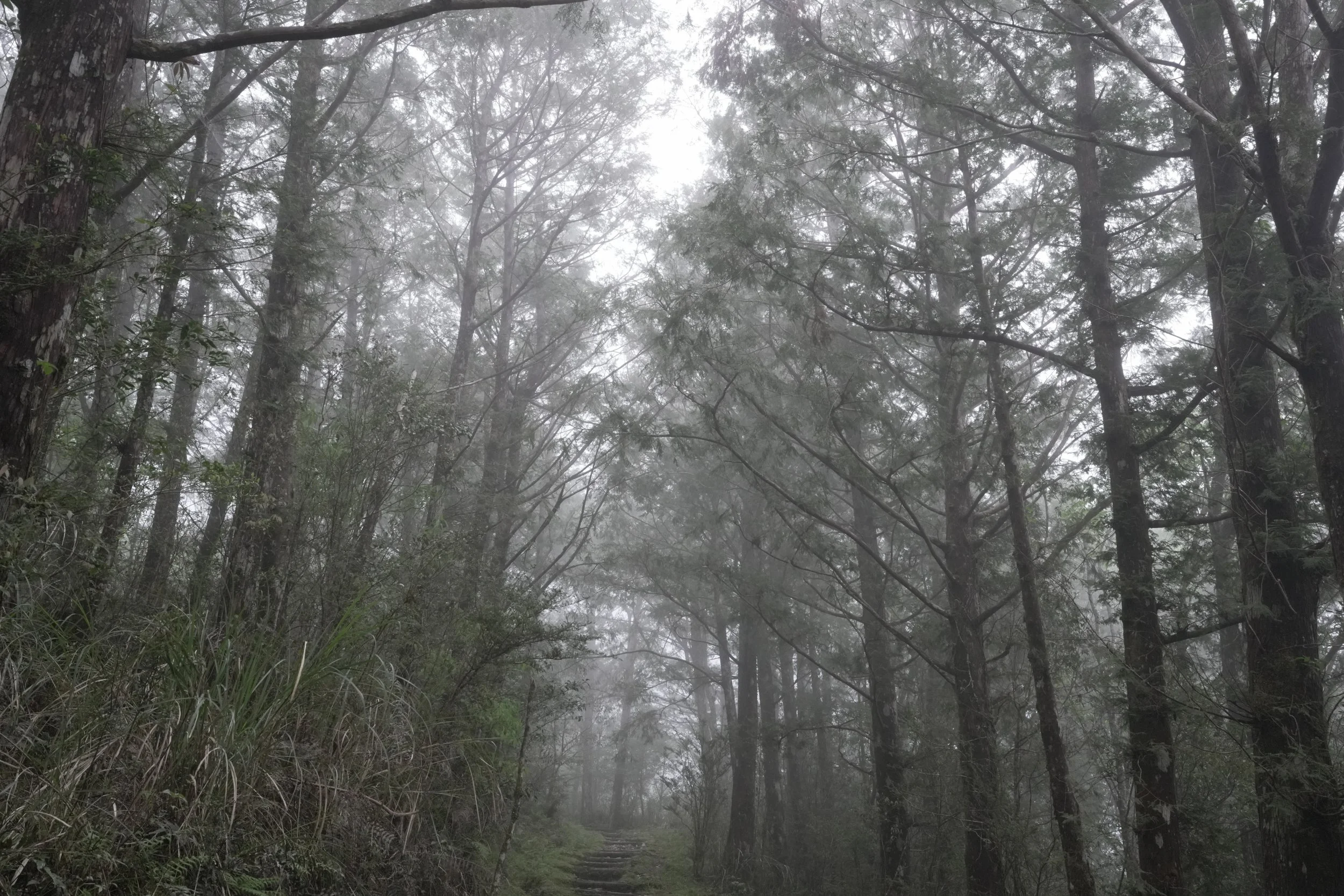 Cueifong Lake Circular Trail at Taipingshan, April, 2025 - Part 1