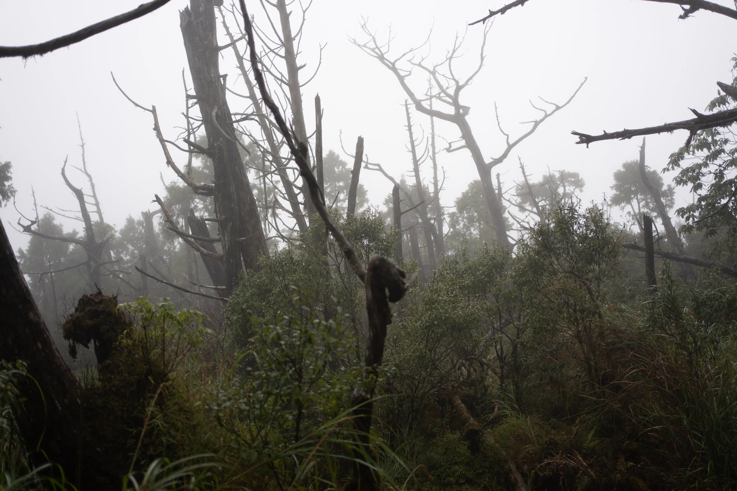 Wangyangshan Trail at Taipingshan, December 2022