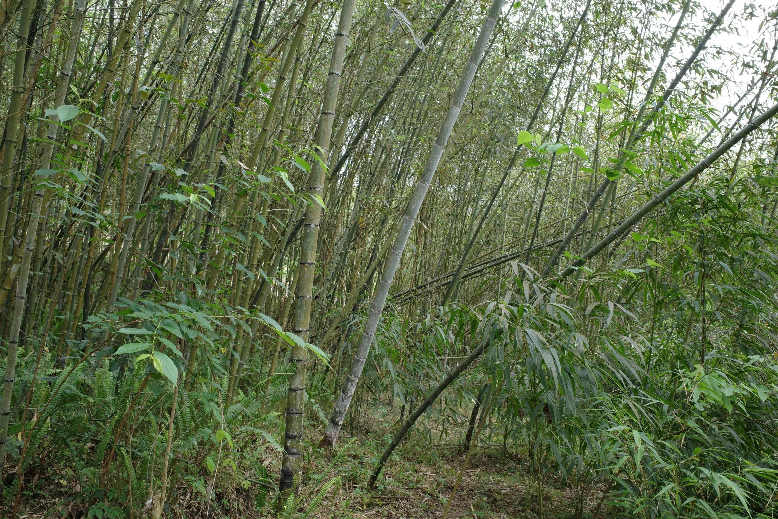 Xitou Bamboo Arboretum, March 2026