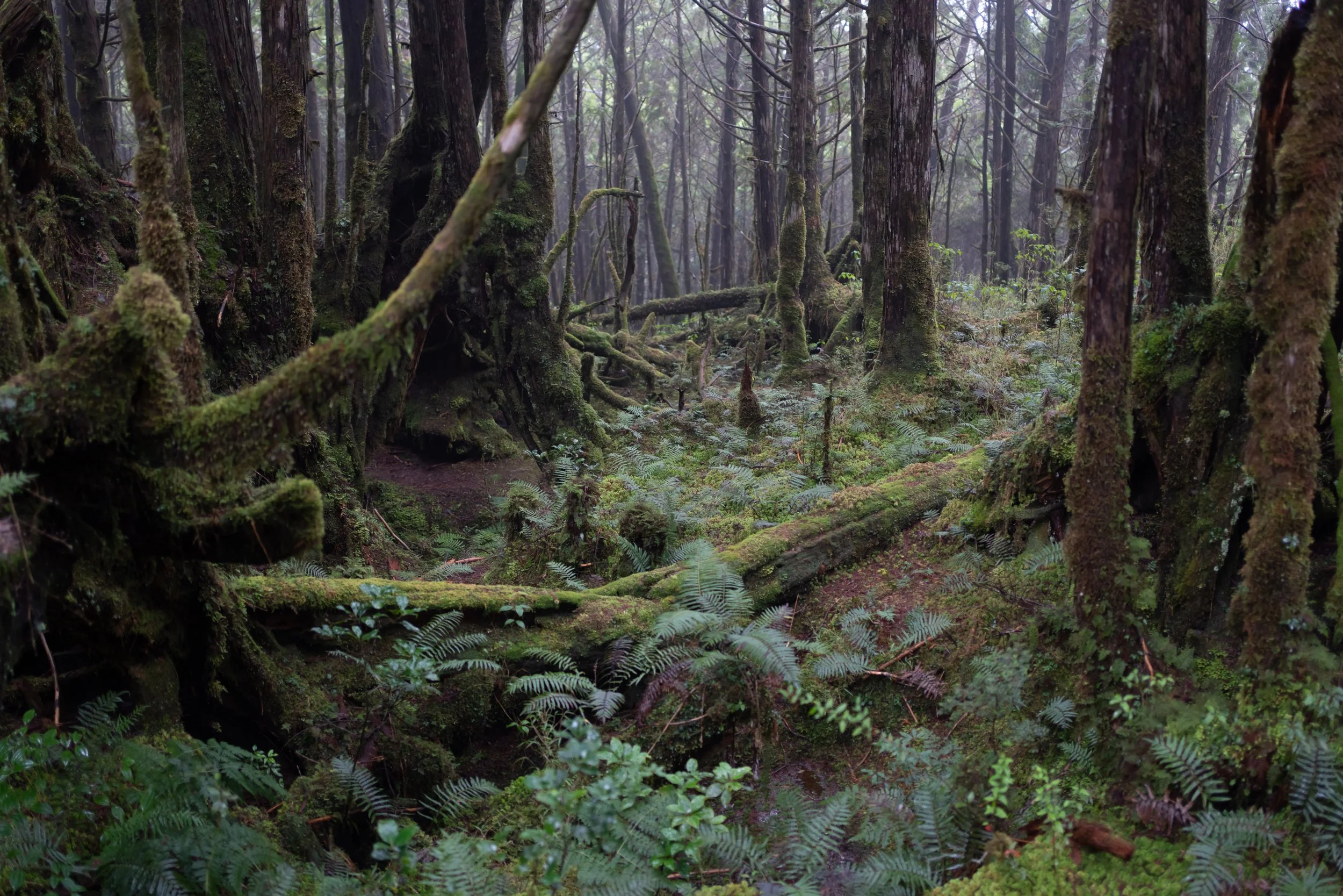 Quiet Trail at Taipingshan, December 2022