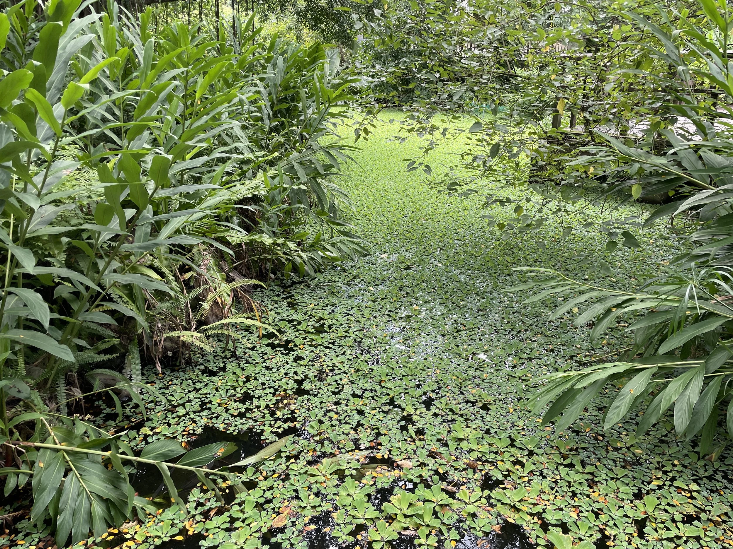 Taipei Botanical Garden, June 2025