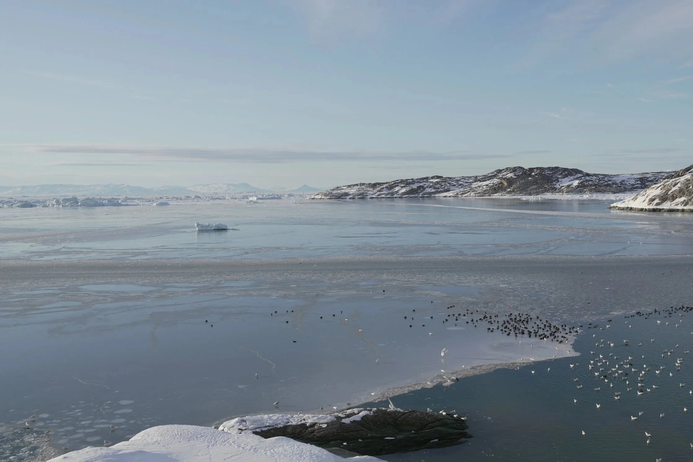 Birdsong over the Frozen Sea - Ilulissat, Greenland, April 2025