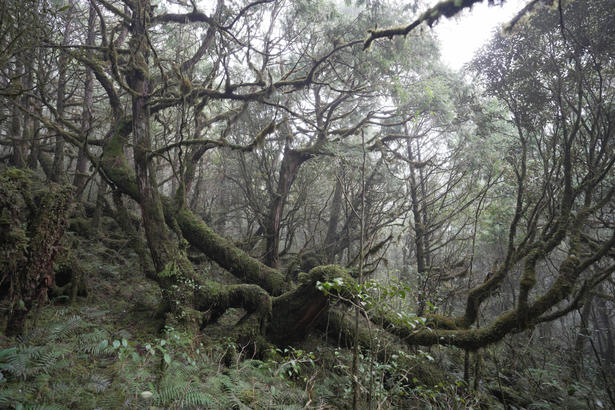 Wangyangshan Trail at Taipingshan, March, 2025