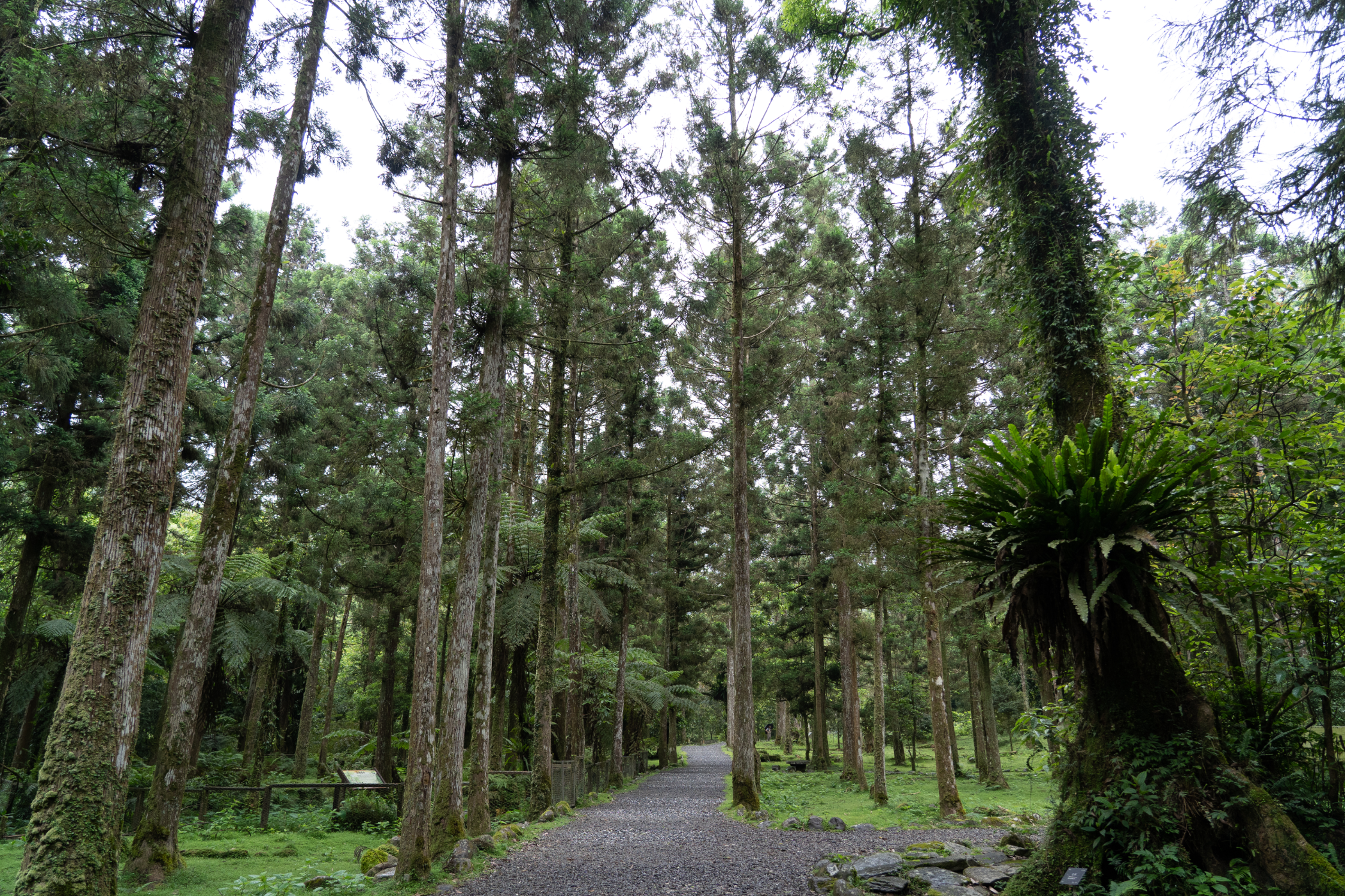 Fushan Botanical Garen, May 2022