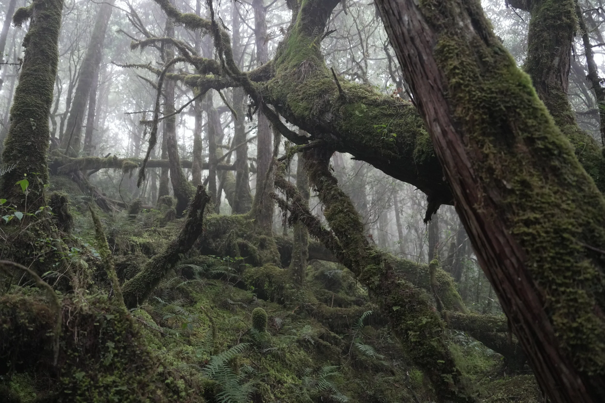Wangyangshan Trail at Taipingshan, October 2026