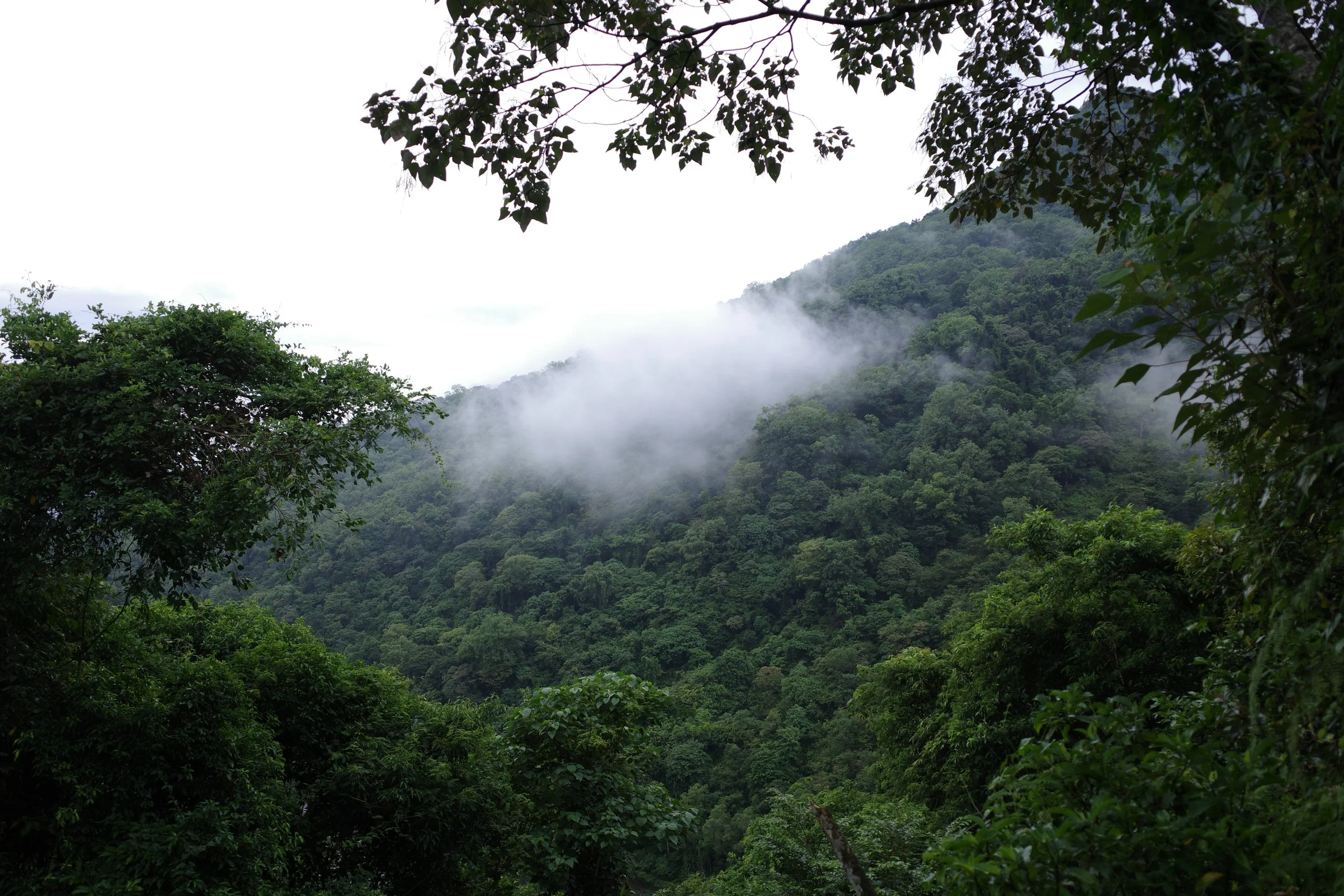 Fuyuan Forest, August 2026