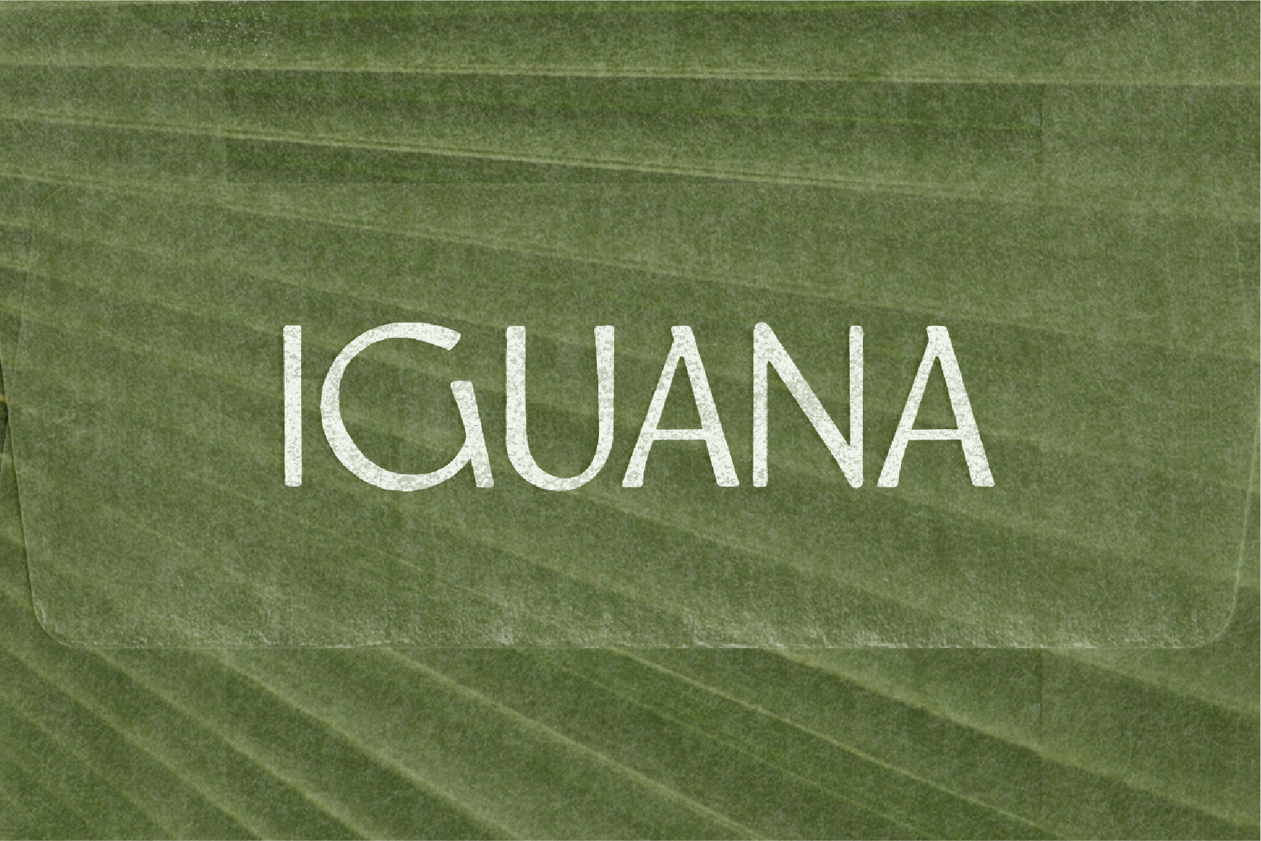 Iguana